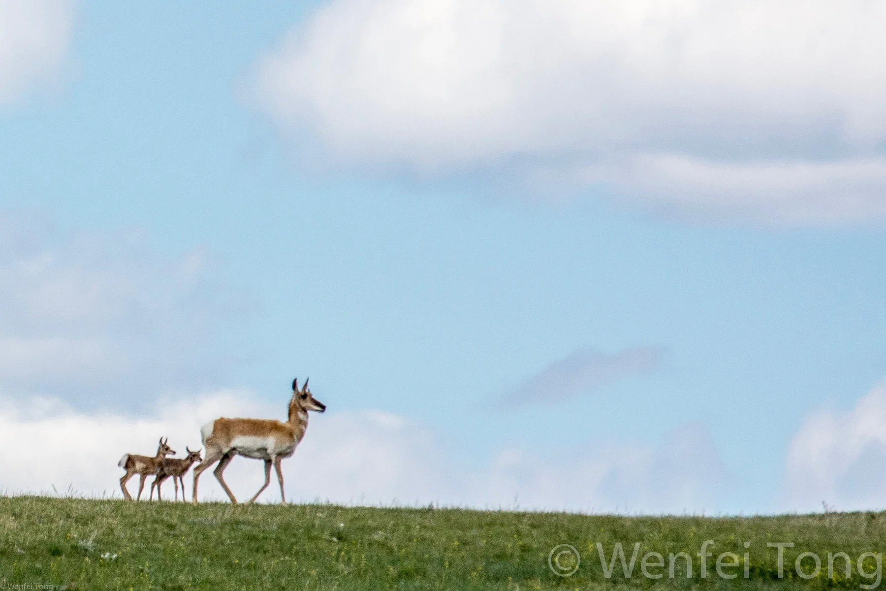 Pronghorn with newborn fawns