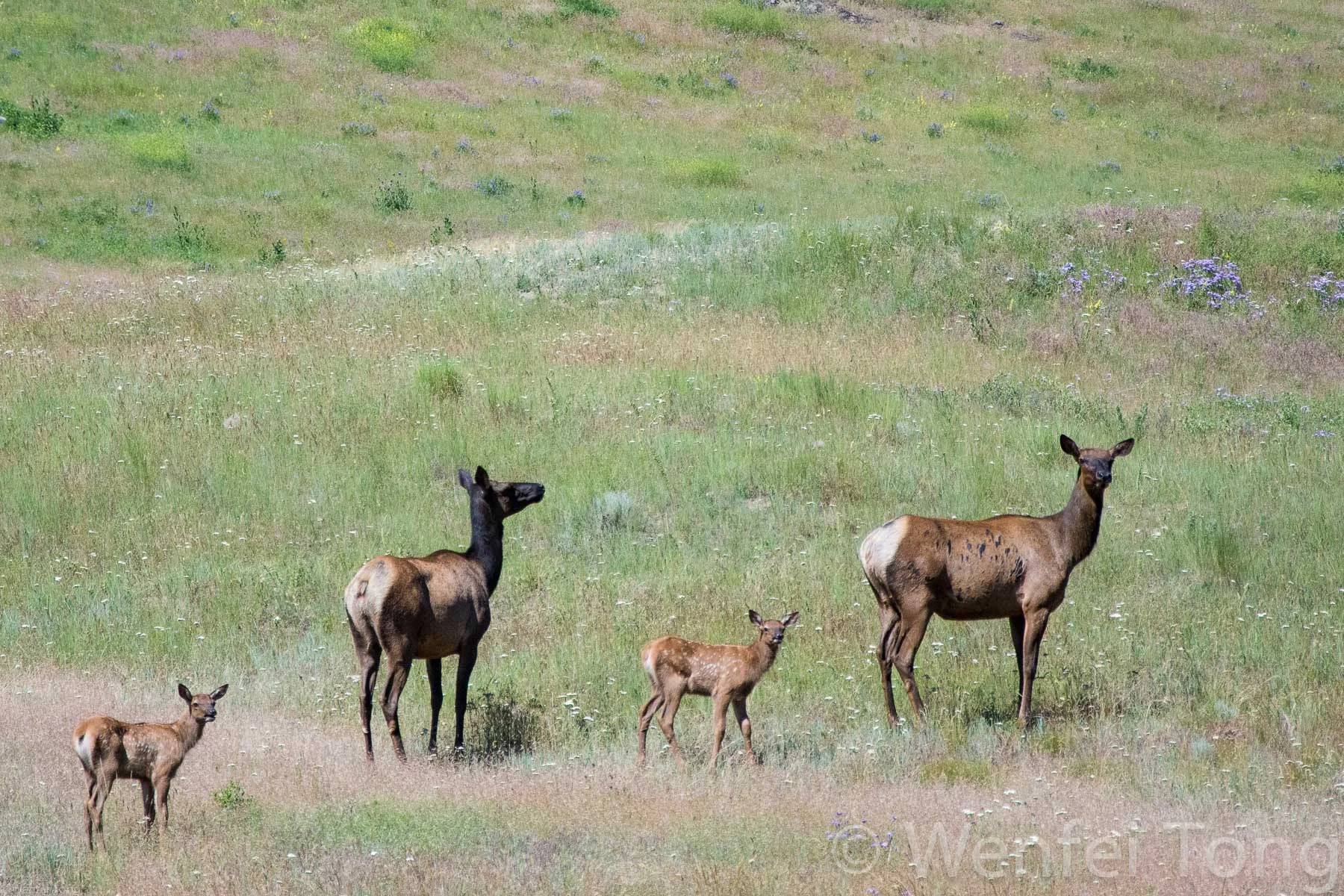 Elk with young on the Bison Range