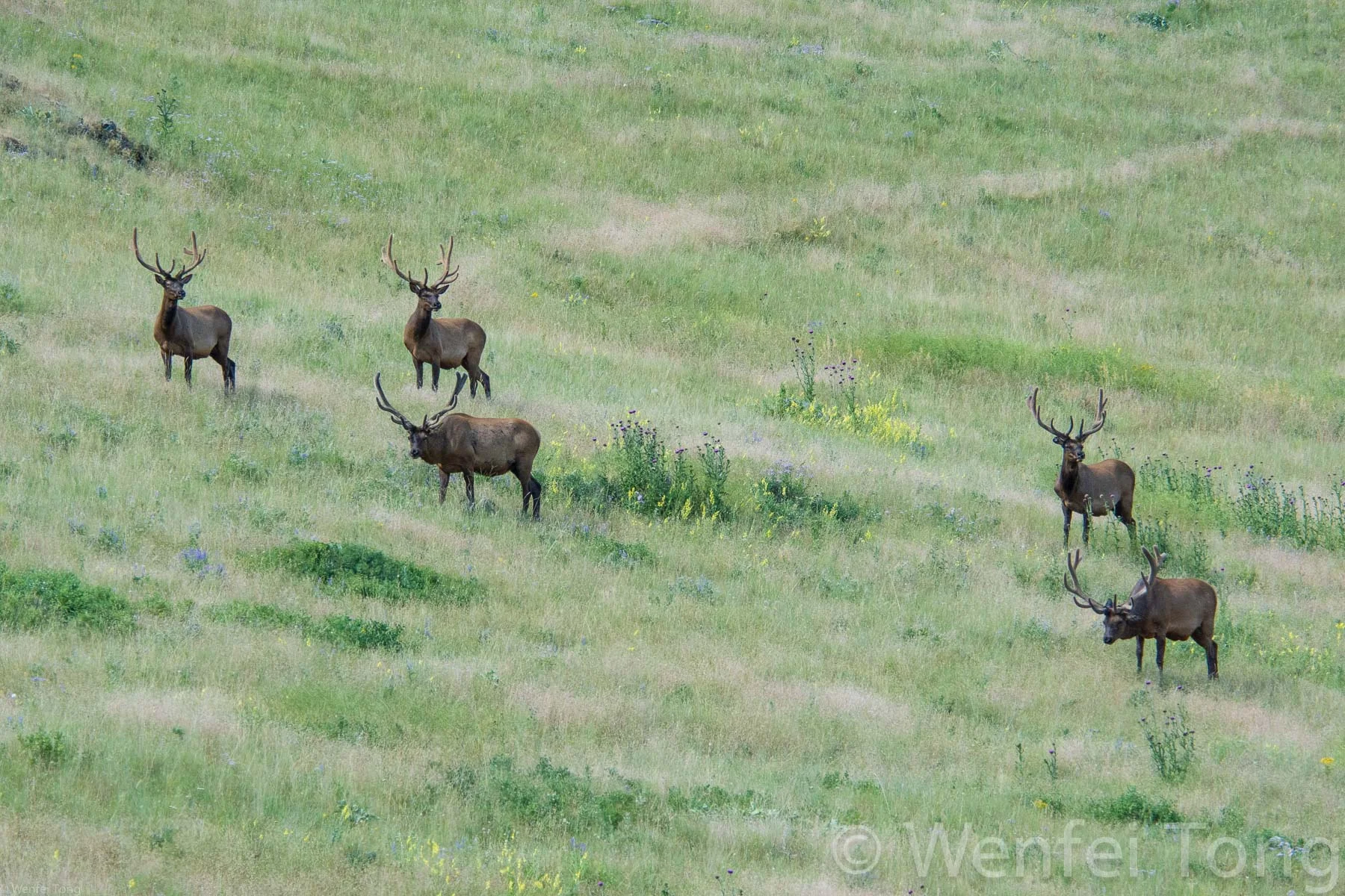 Male elk on the Bison Range