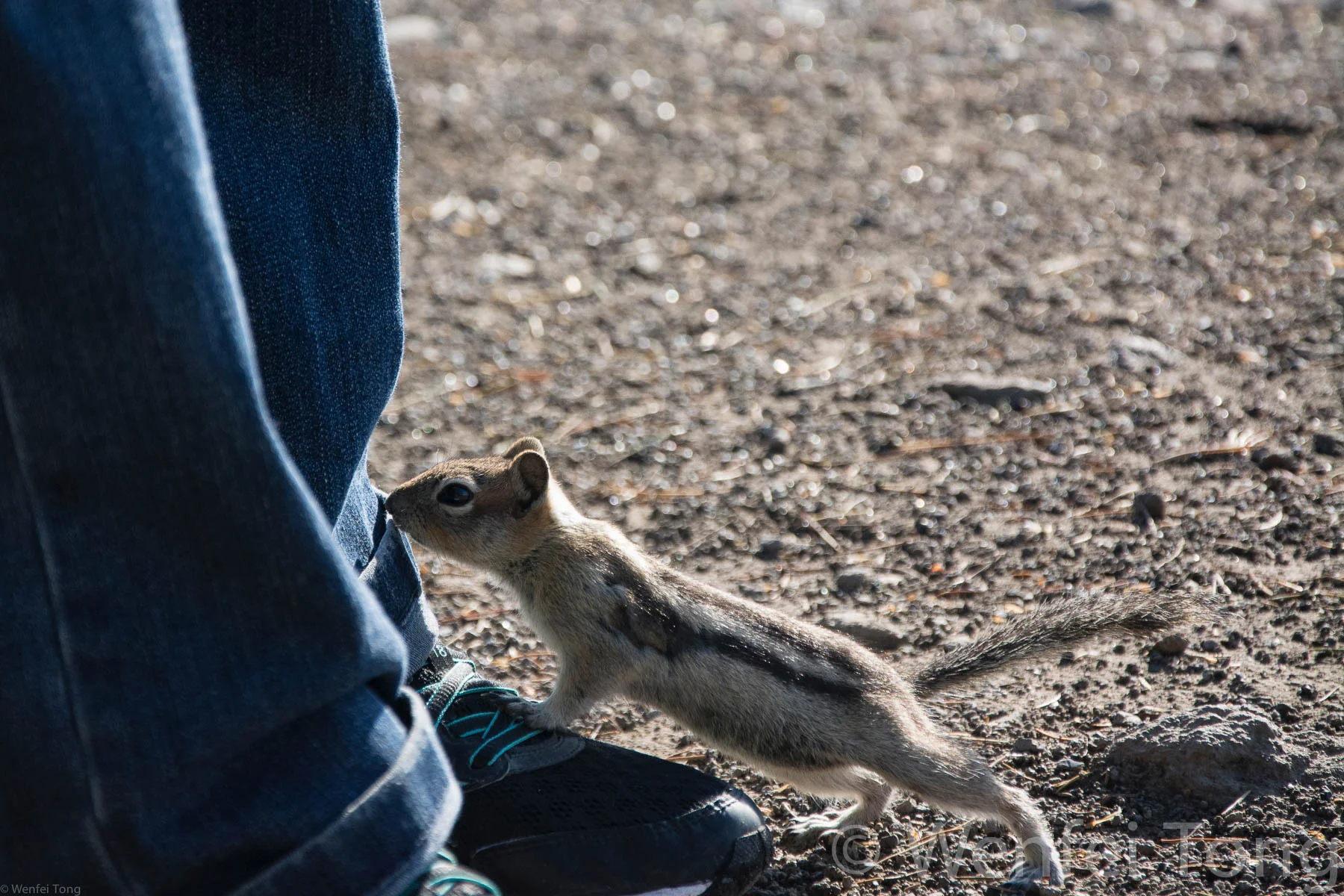 Inquisitive golden-mantled ground squirrel