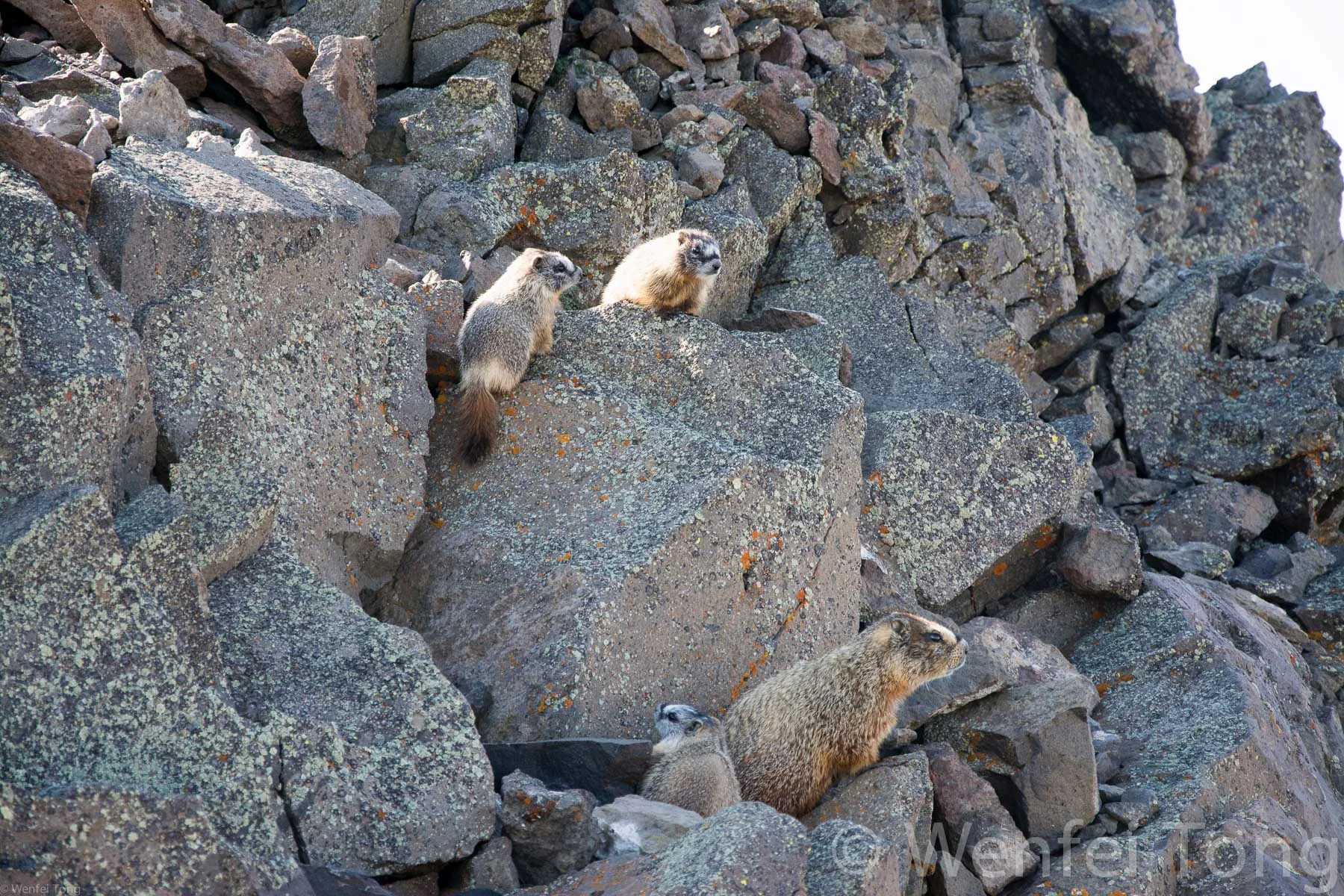 Yellow-bellied marmot with young