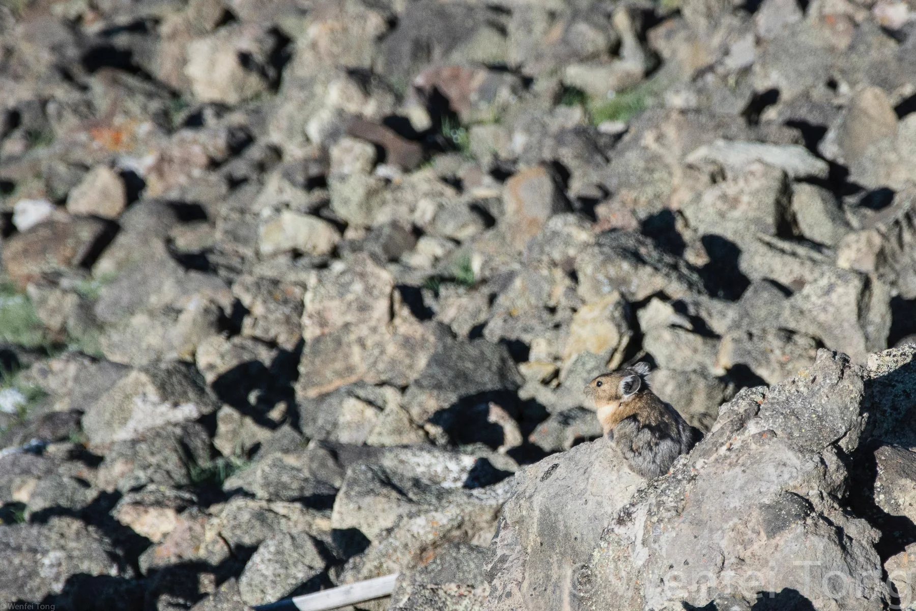 Pika