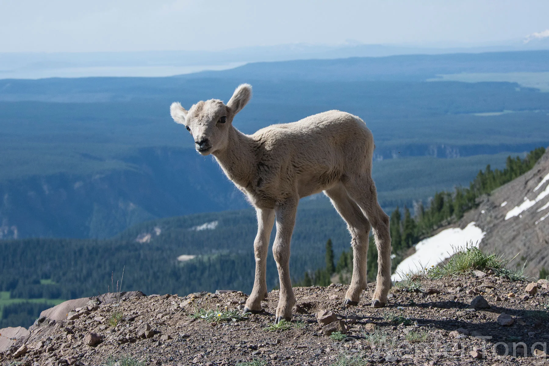 Bighorn sheep lamb on the trail