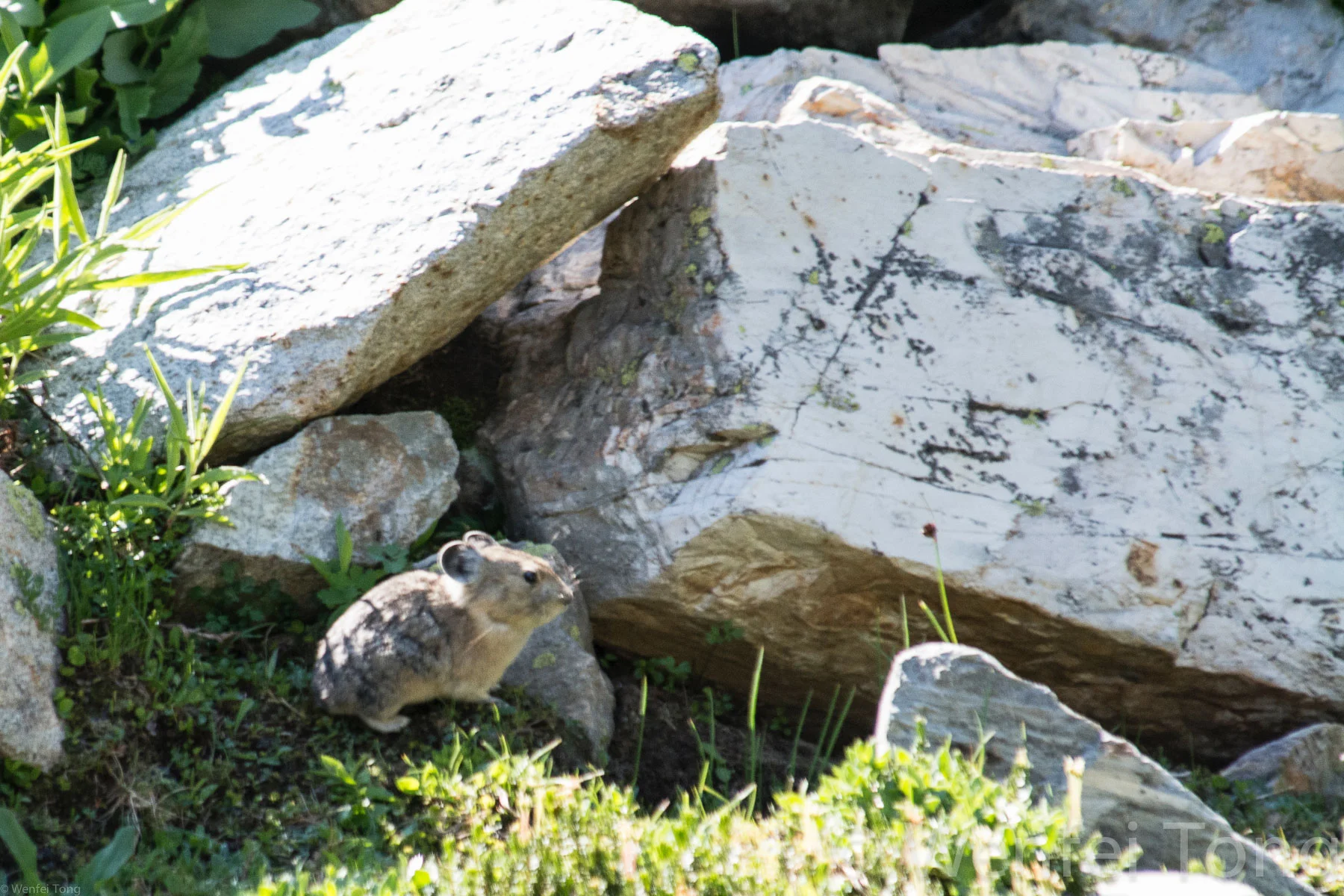 Pika