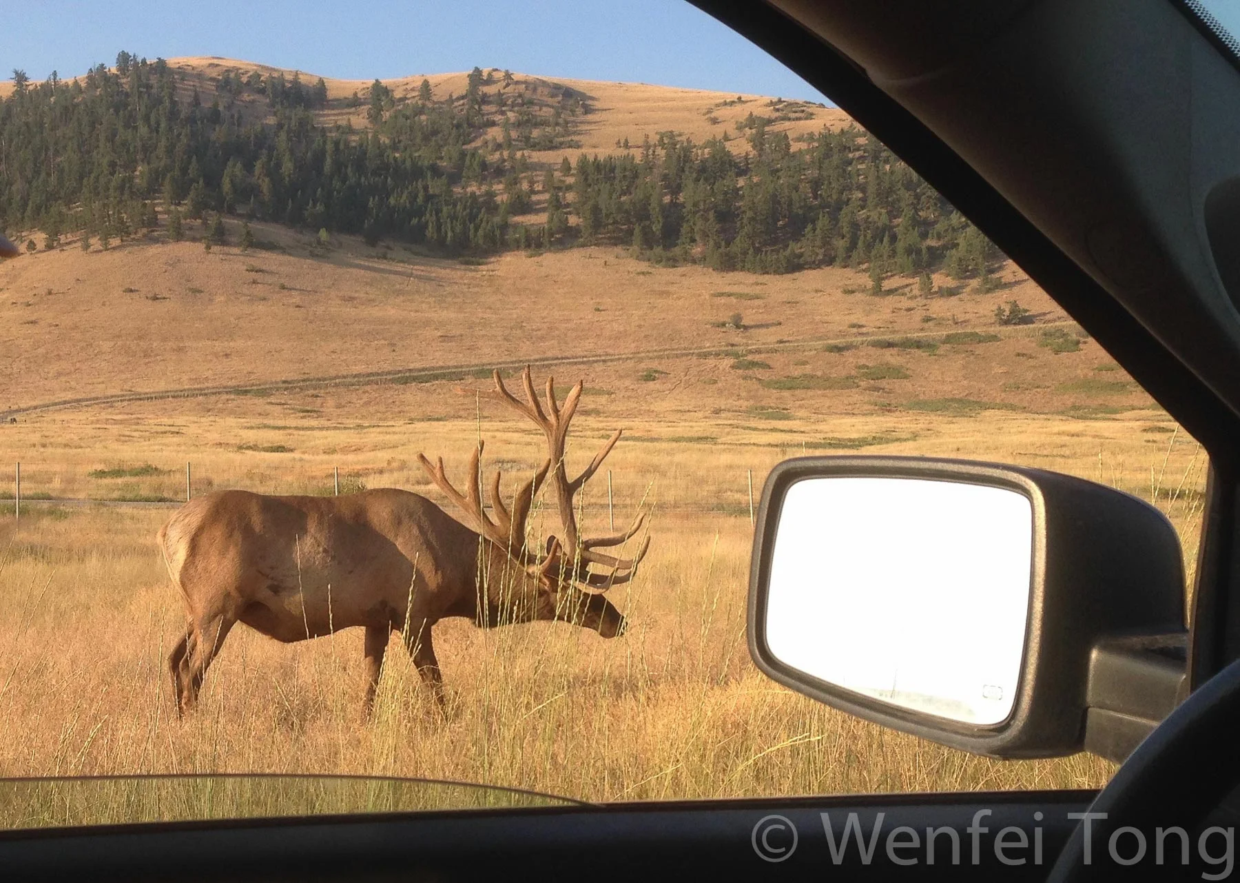 Elk by the tour road on the bison range