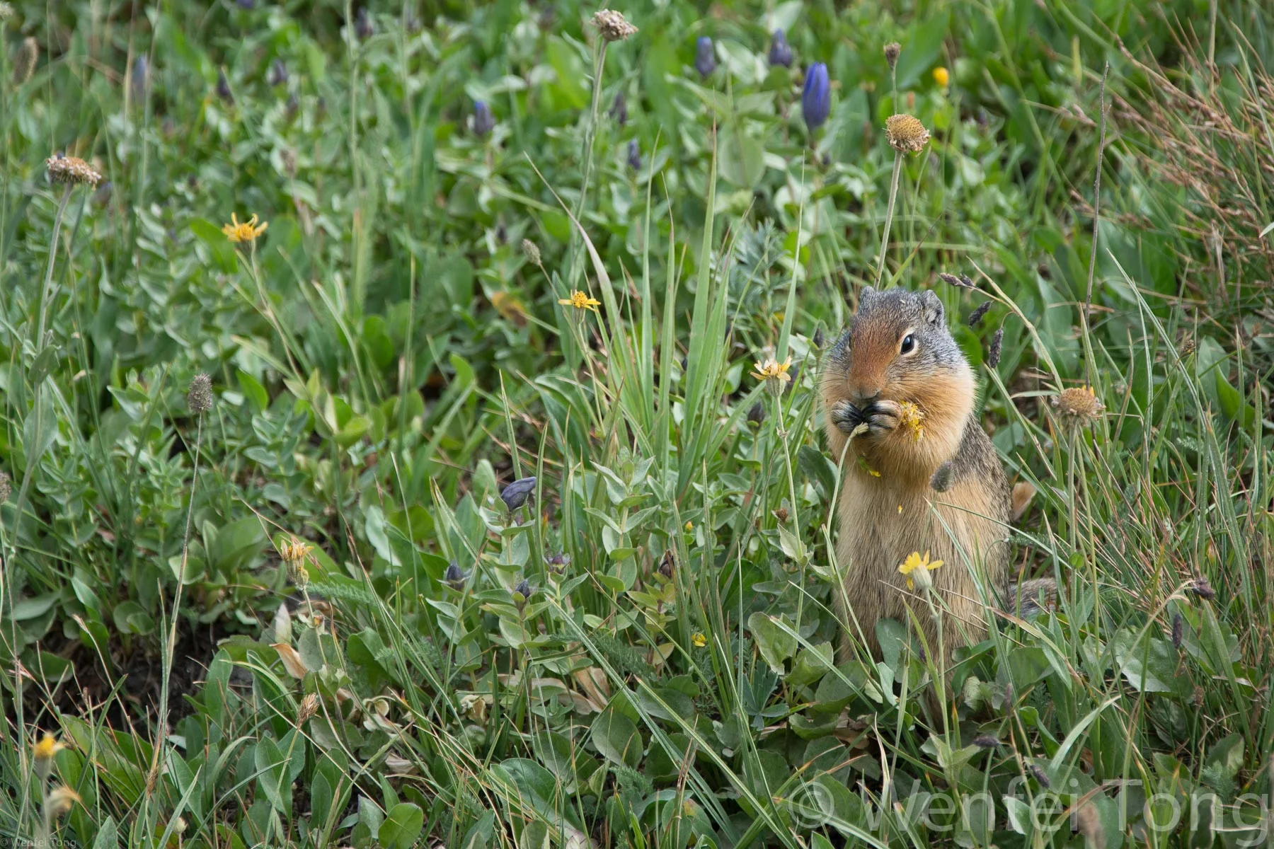 Colombian ground squirrel stocking up before going into hibernation