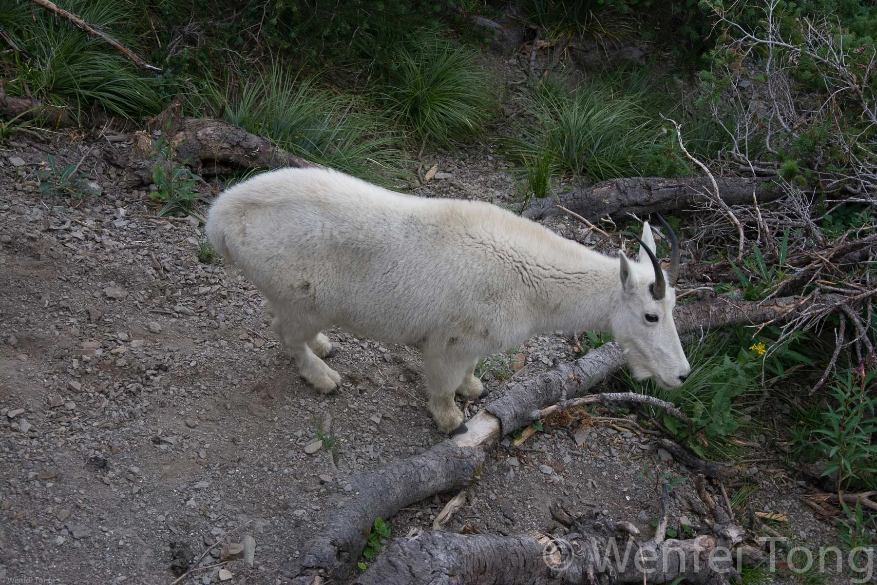 Mountain goat