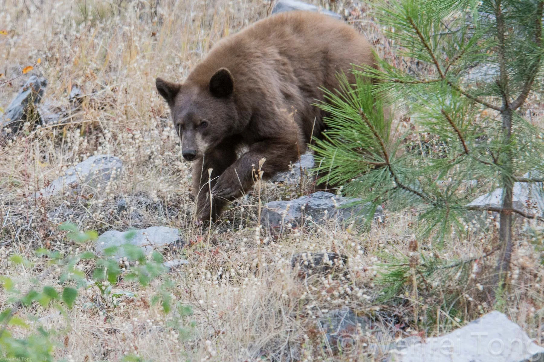 Young black bear on the bison range