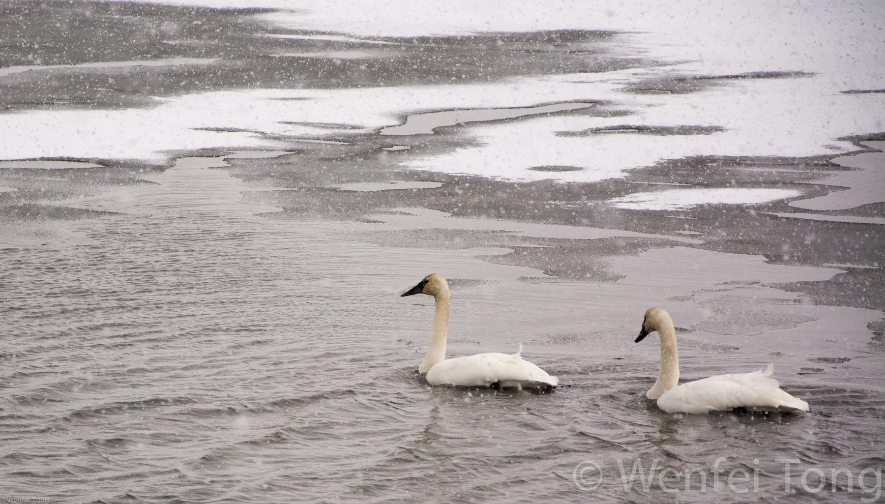 Trumpeter swans
