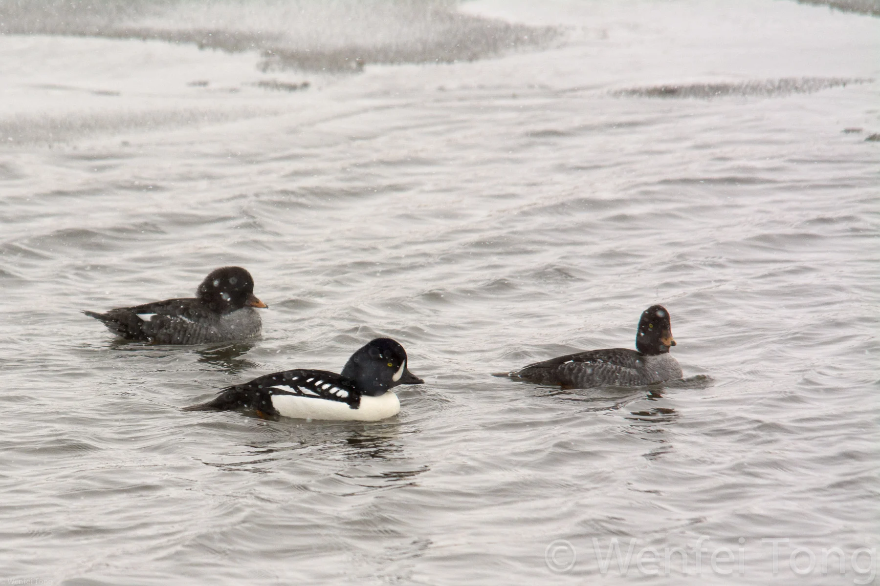 Barrow's goldeneyes