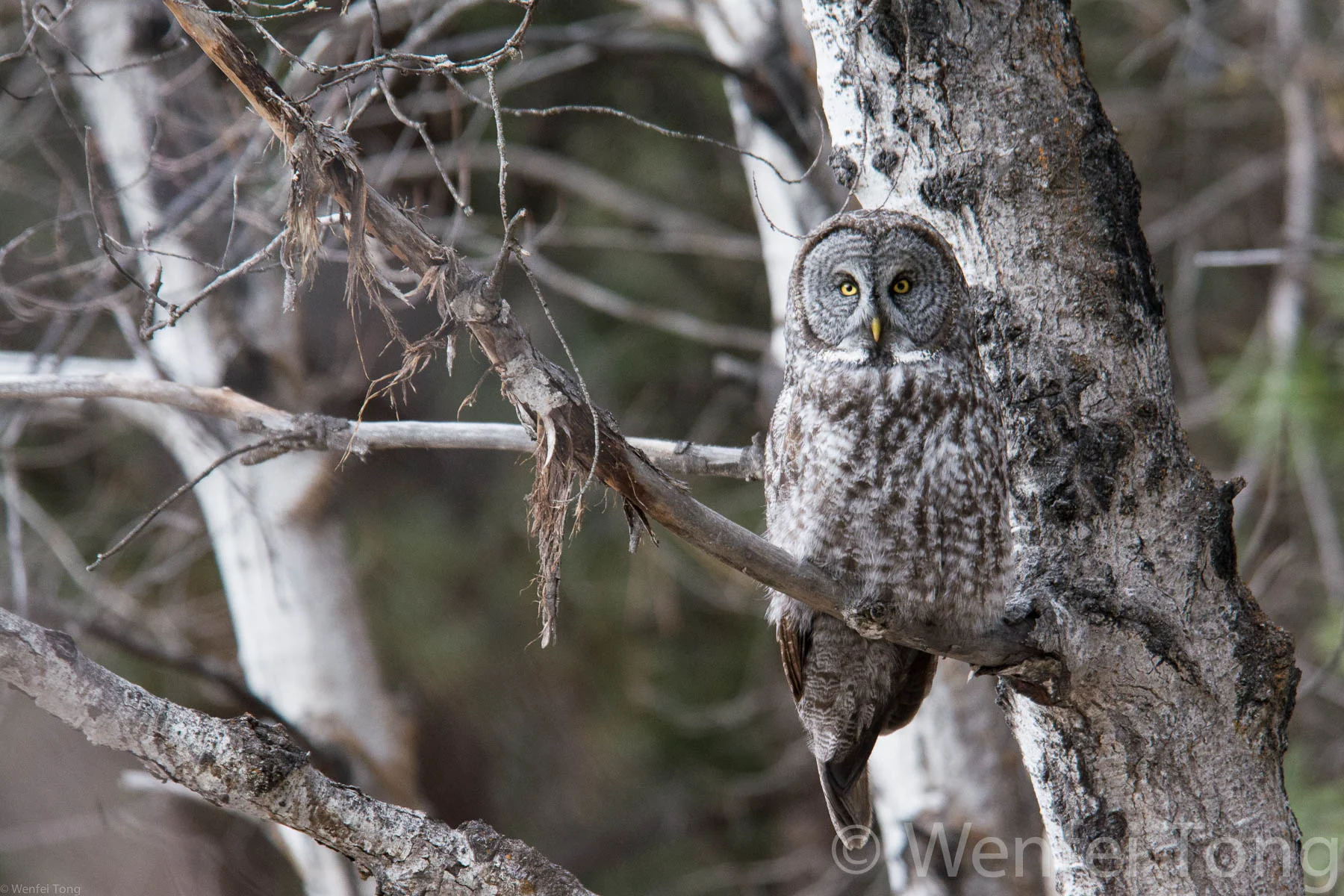 Great grey owl near Missoula