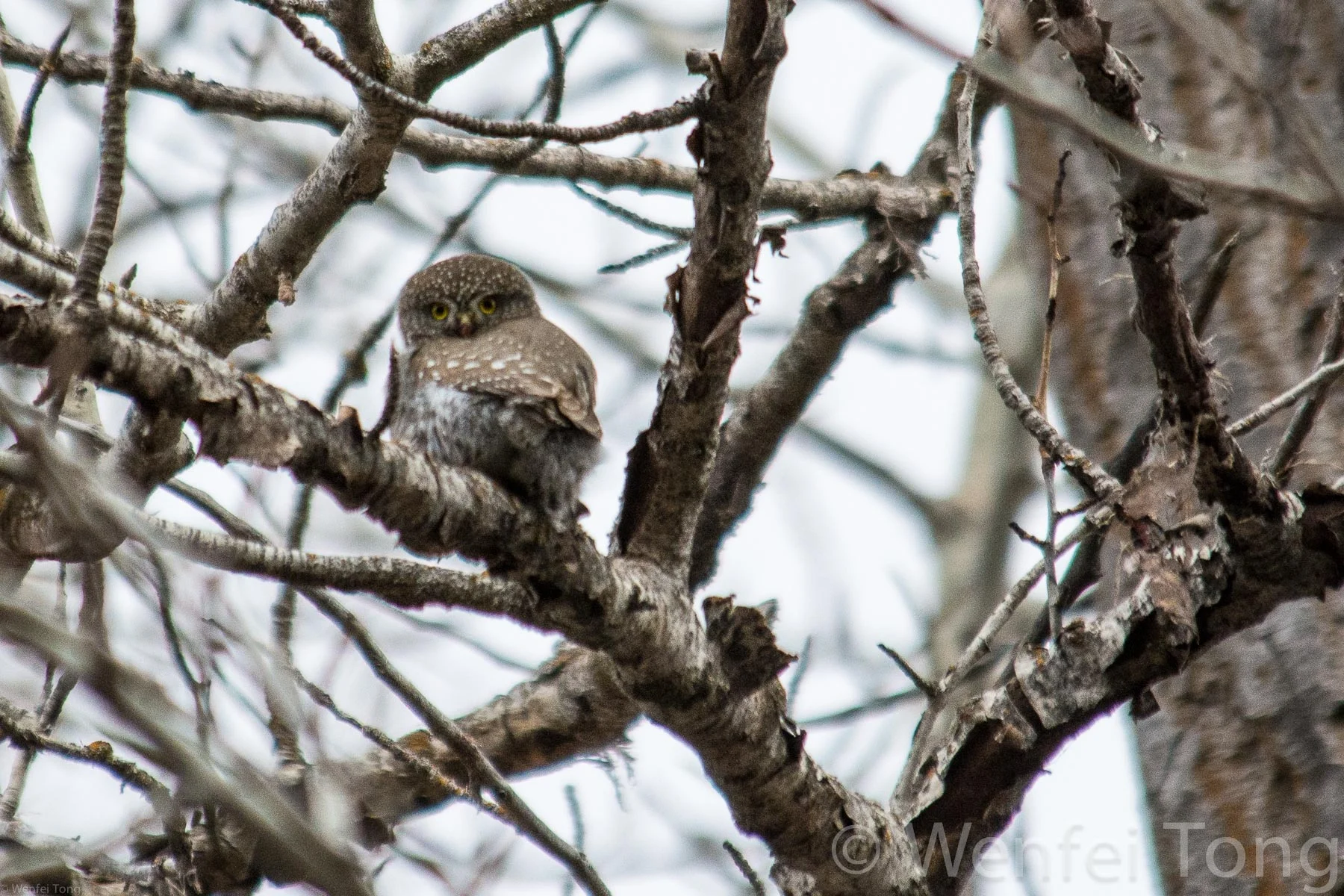 Northern pygmy owls are quite common in Missoula's parks