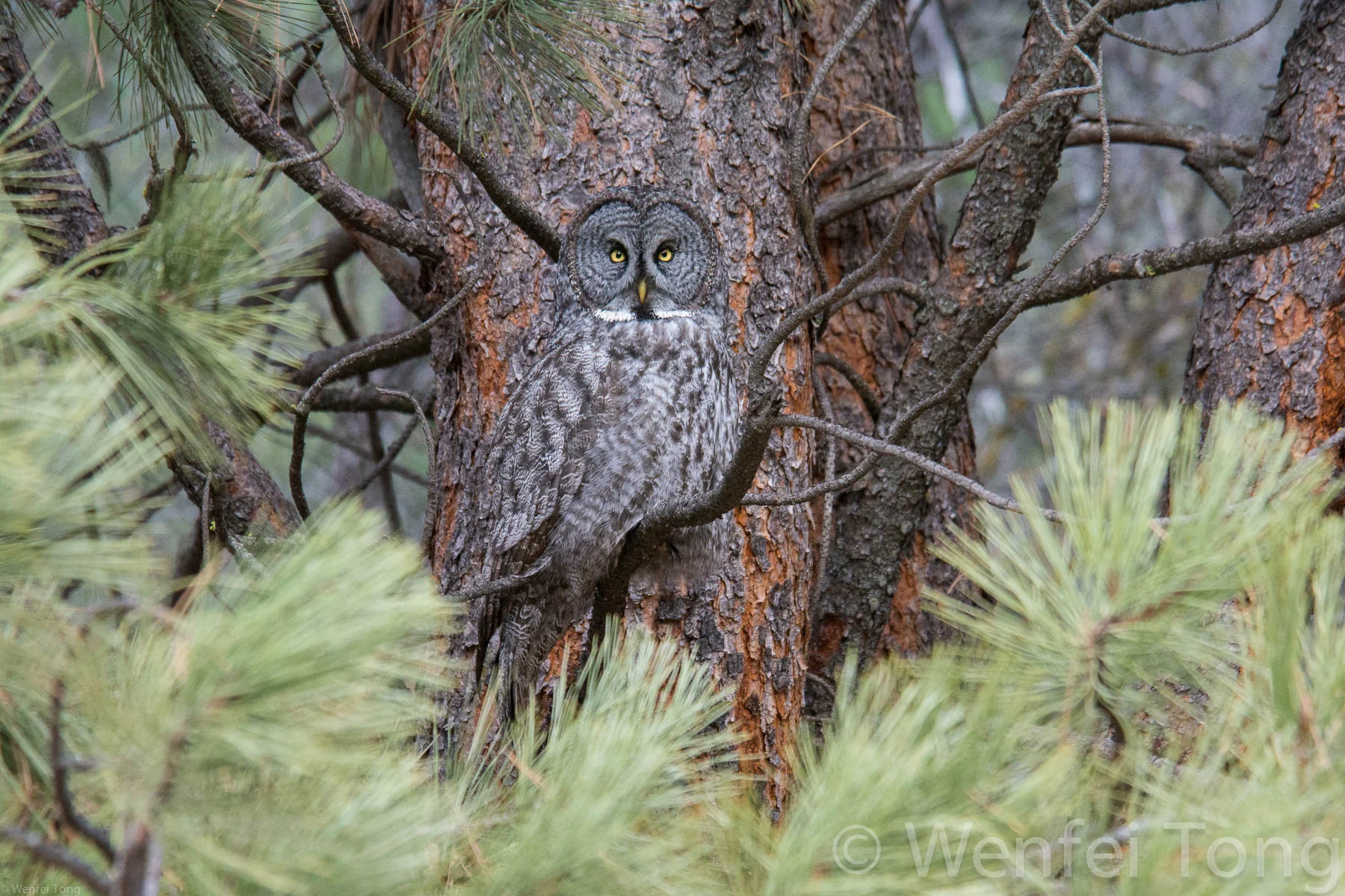 Great grey owl near Missoula