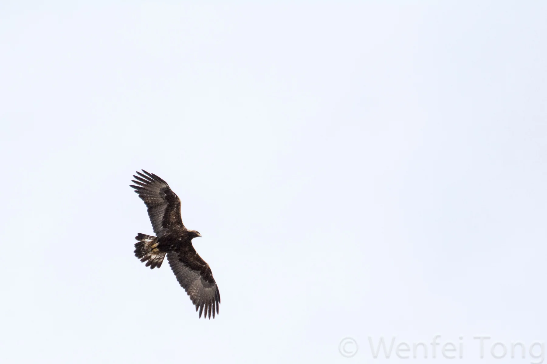 Golden eagle