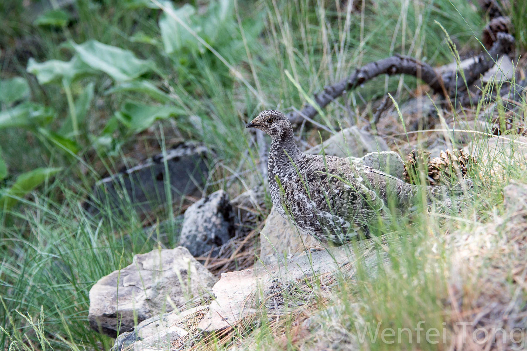 Dusky grouse by the tour road on the Bison Range
