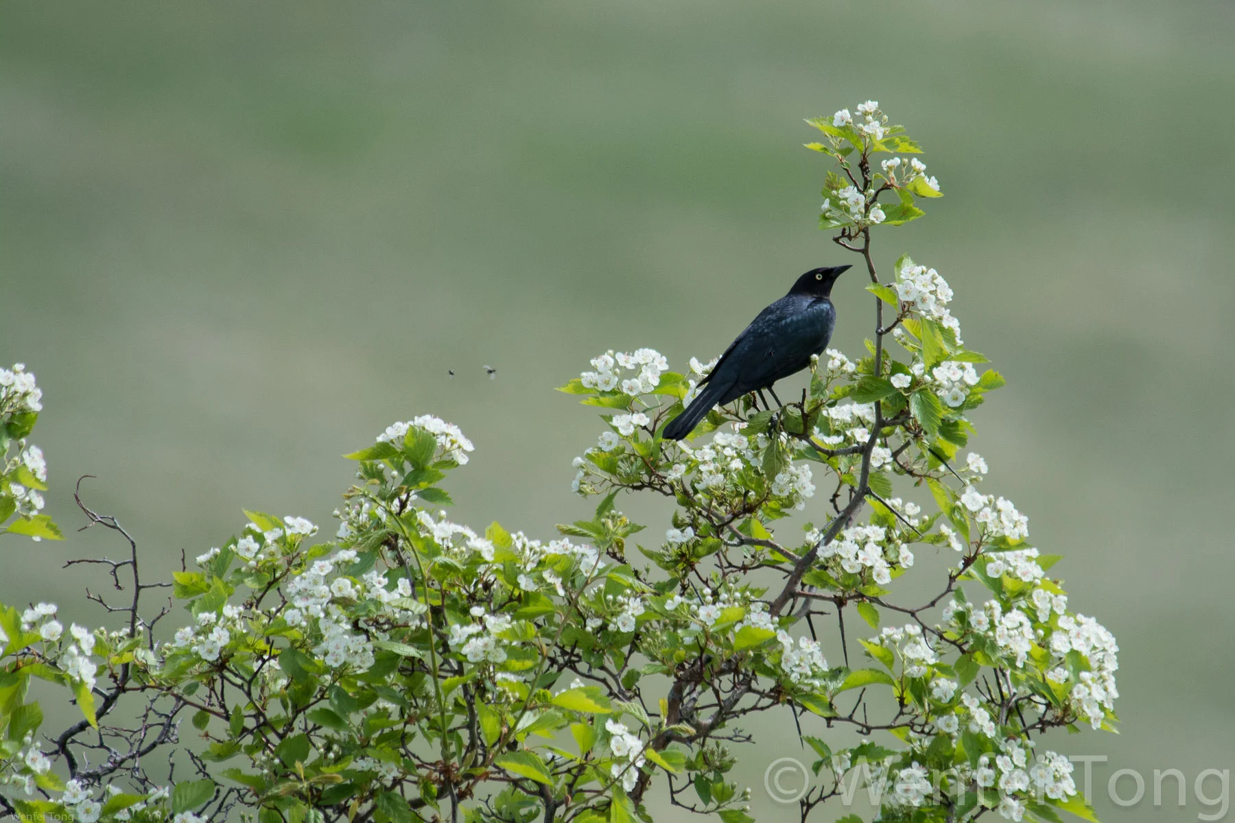 Brewer's blackbird male