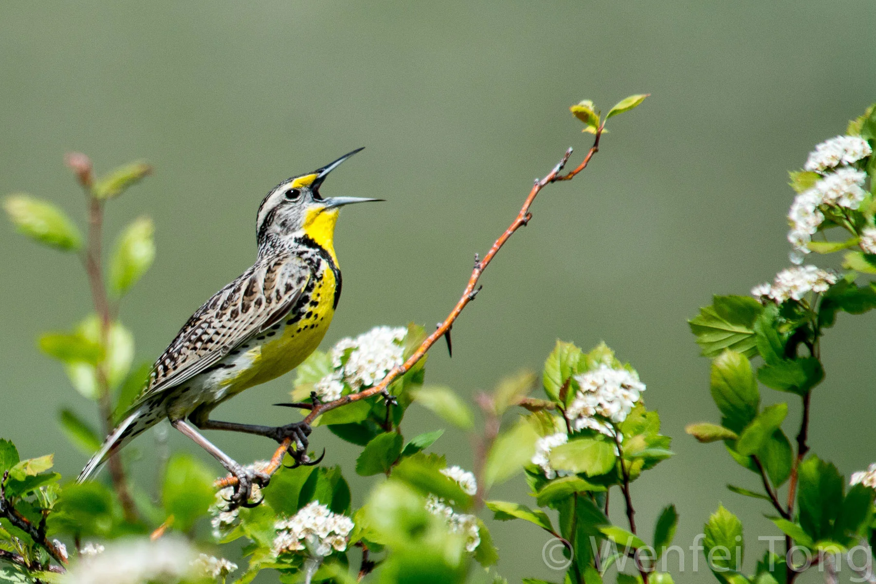 Western meadowlark