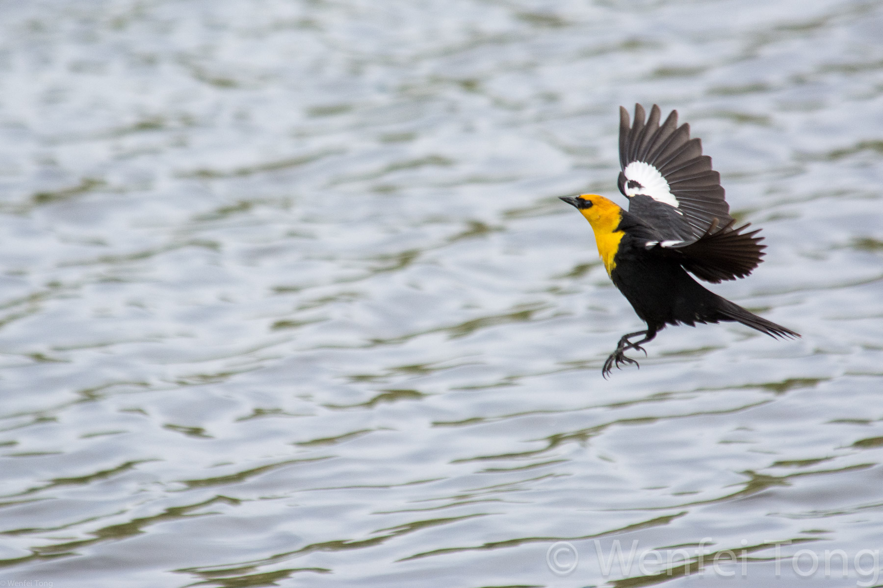 Yellow-headed blackbird male