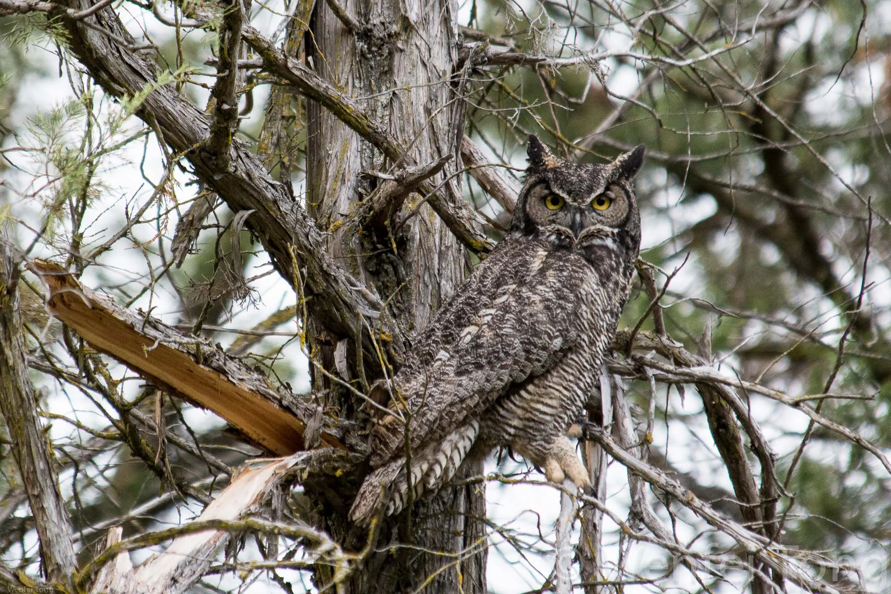 Great-horned owl
