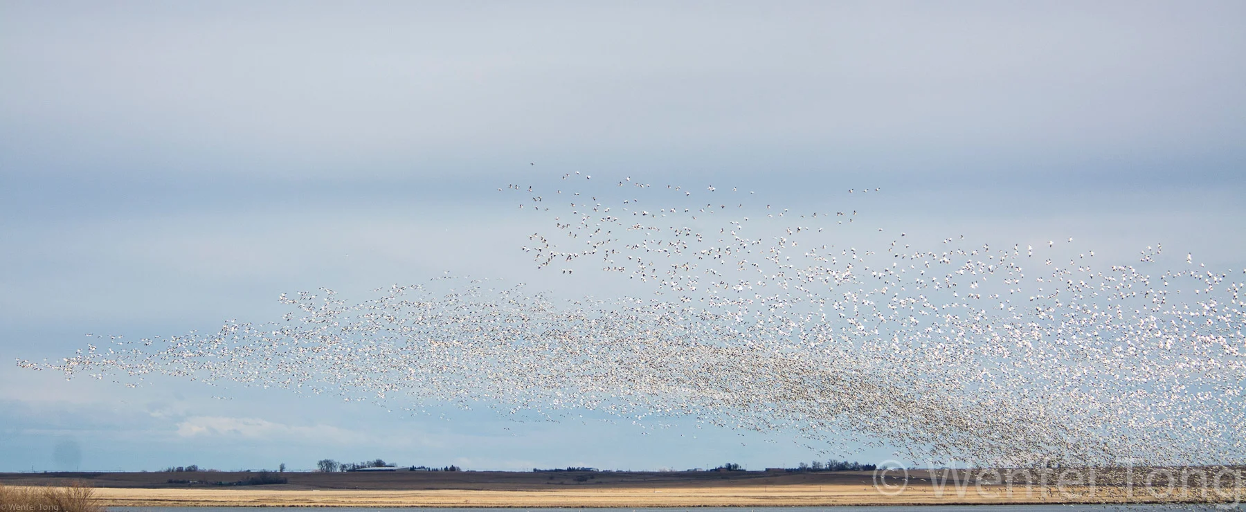 Snow geese on migration
