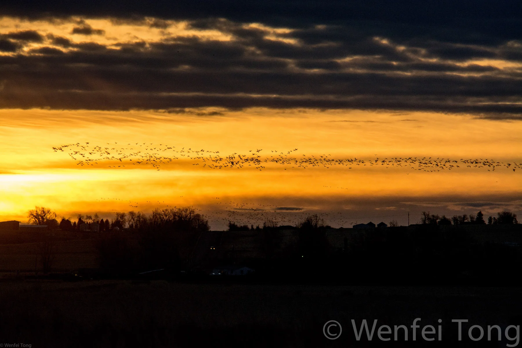 Snow geese on migration