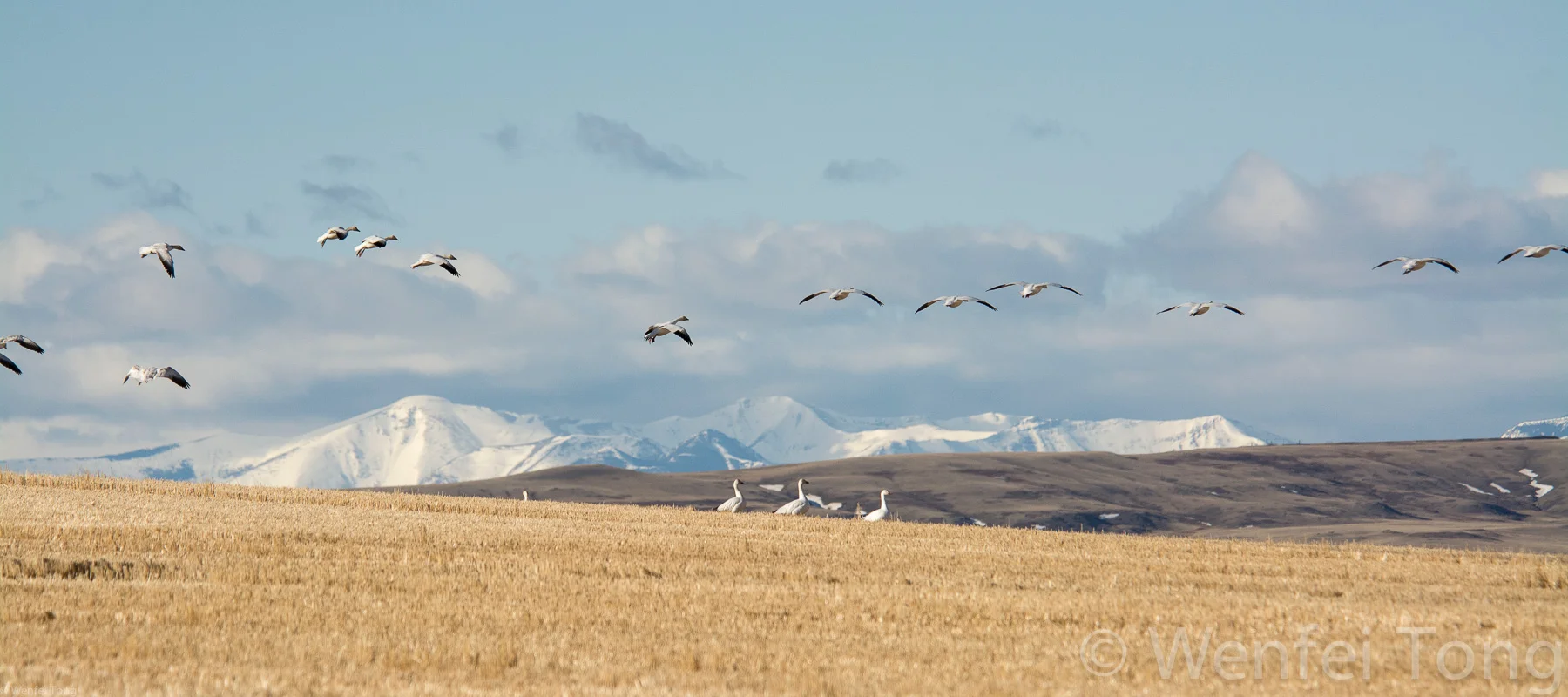 Snow geese on migration