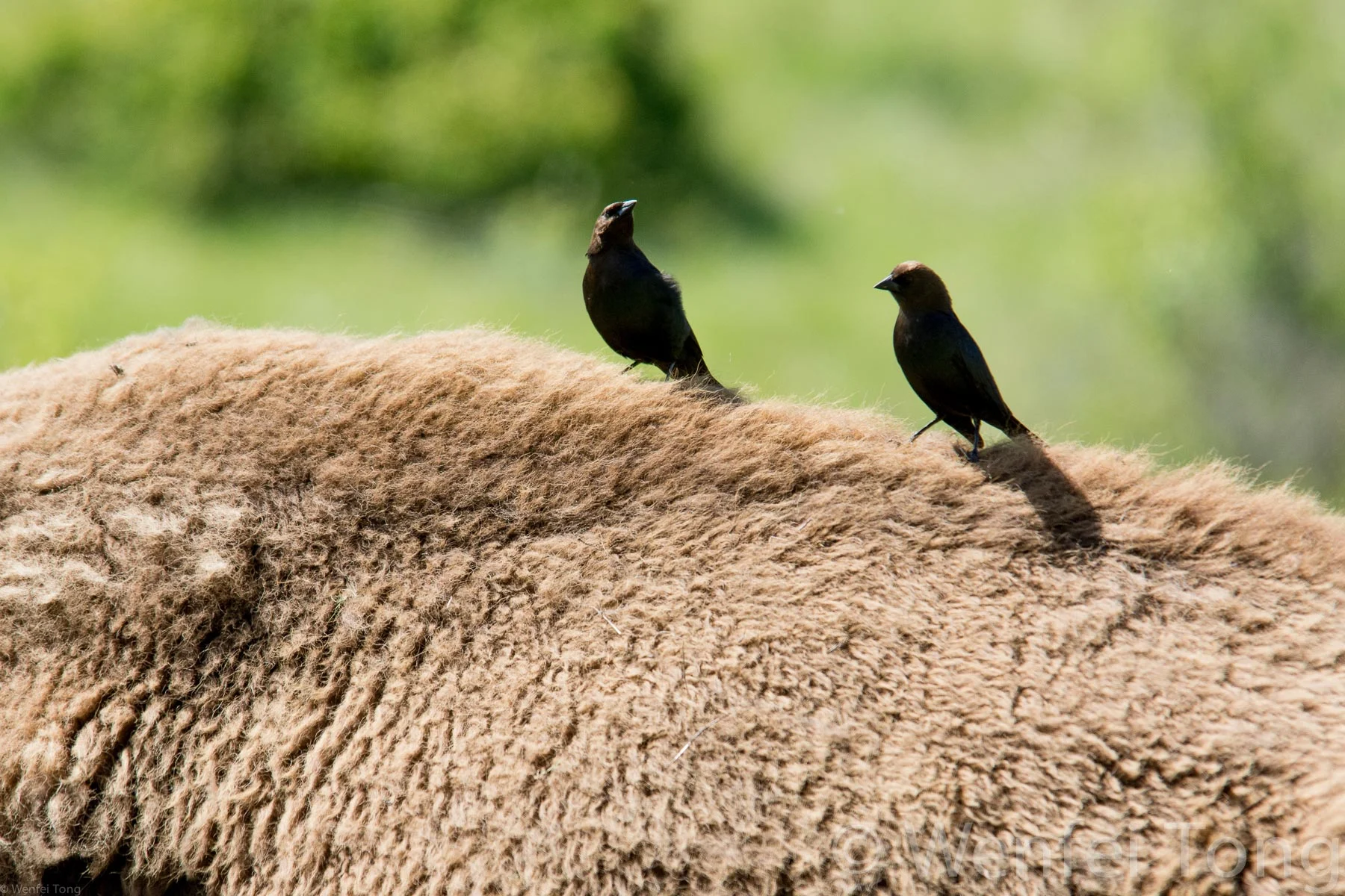 Brown-headed cowbird males showing off on the back of a bison bull
