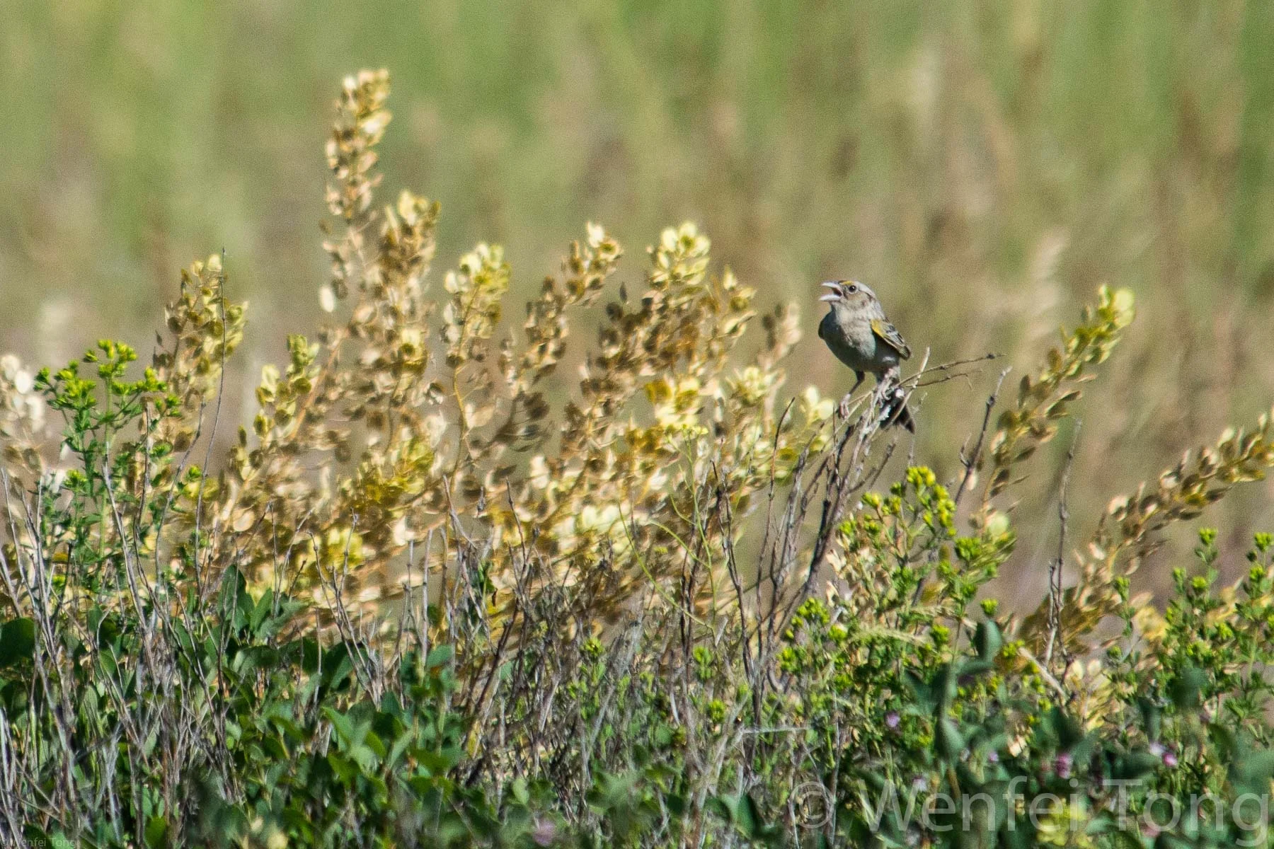 Grasshopper sparrow singing on territory on the the Bison Range