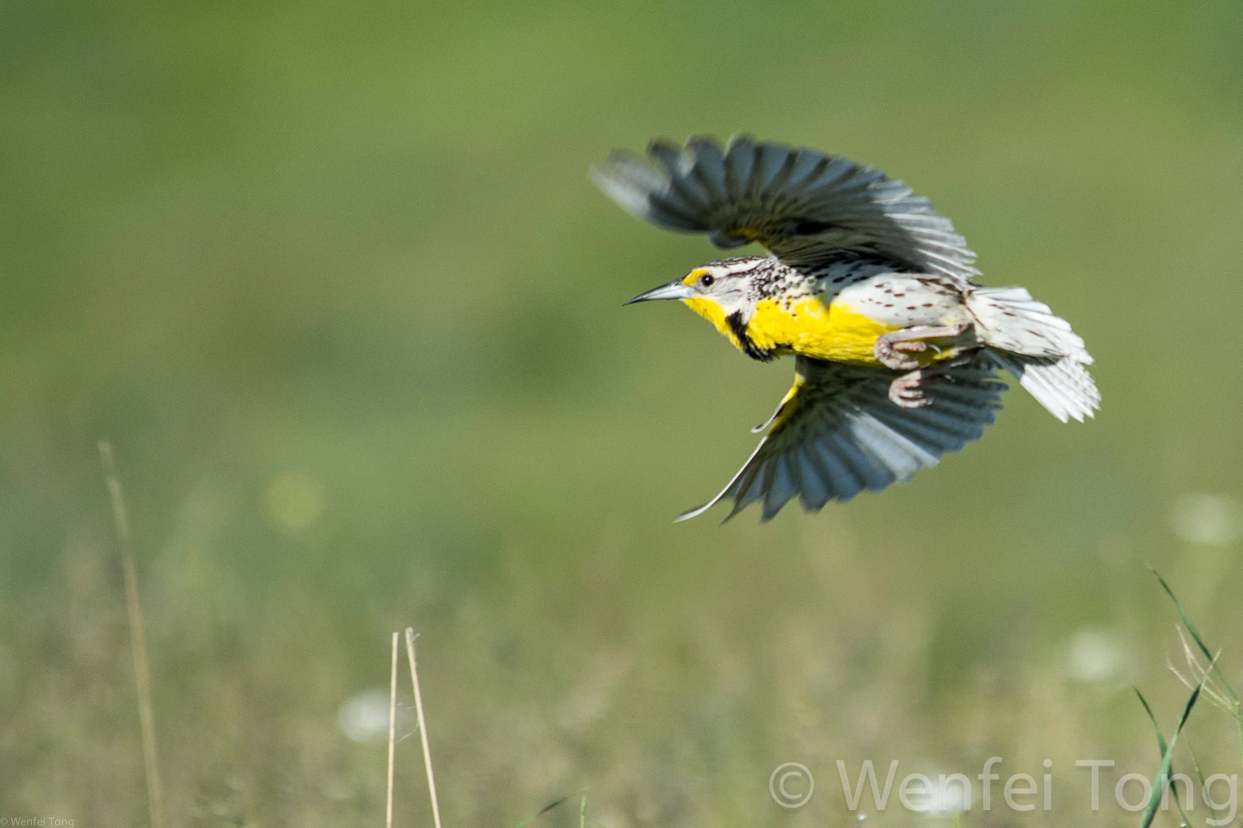 Western meadowlark