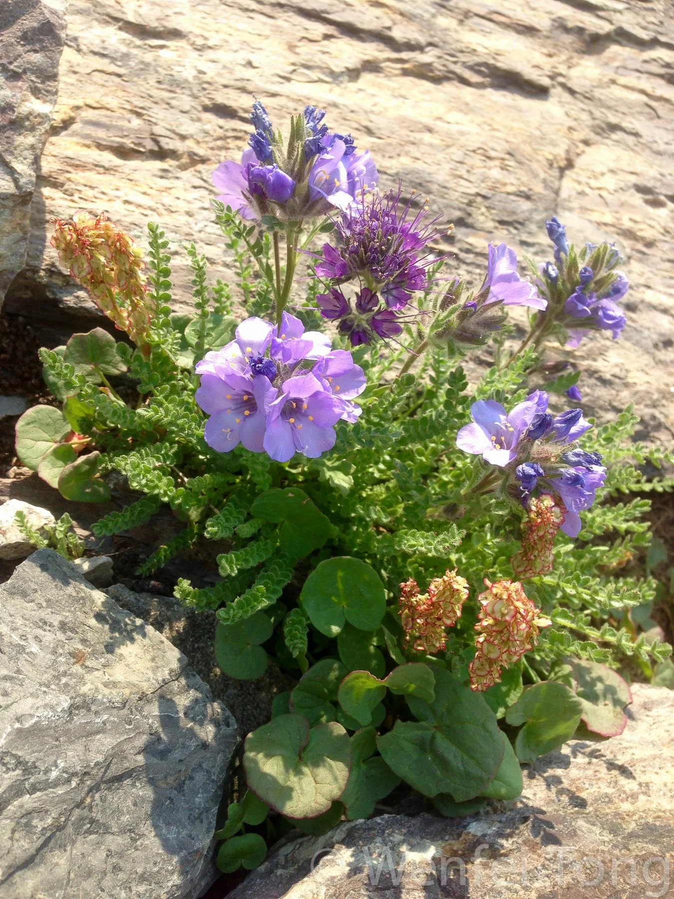 Sticky Jacob's ladder and Waterleaf (Phacelia)
