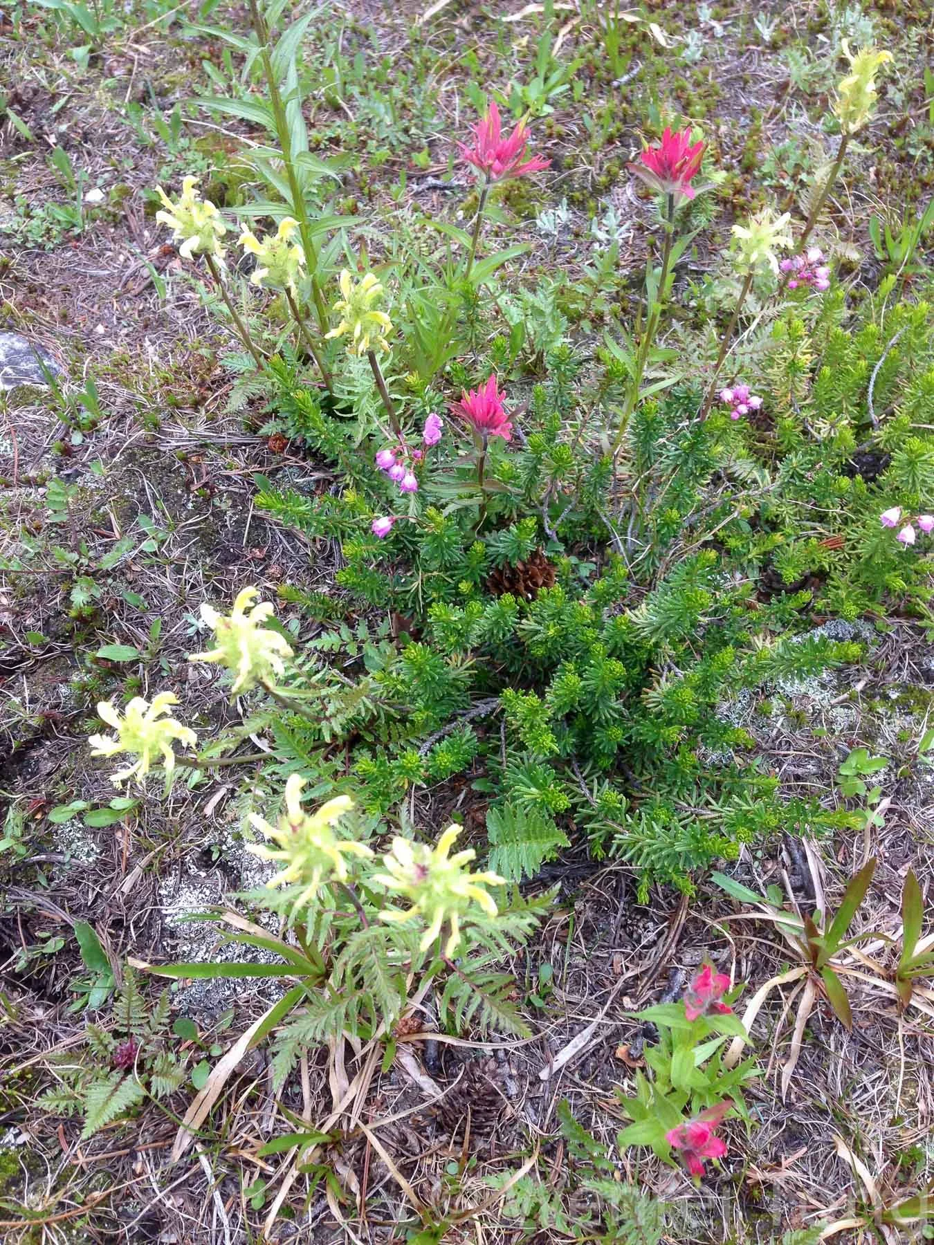 Heather and Indian paintbrush