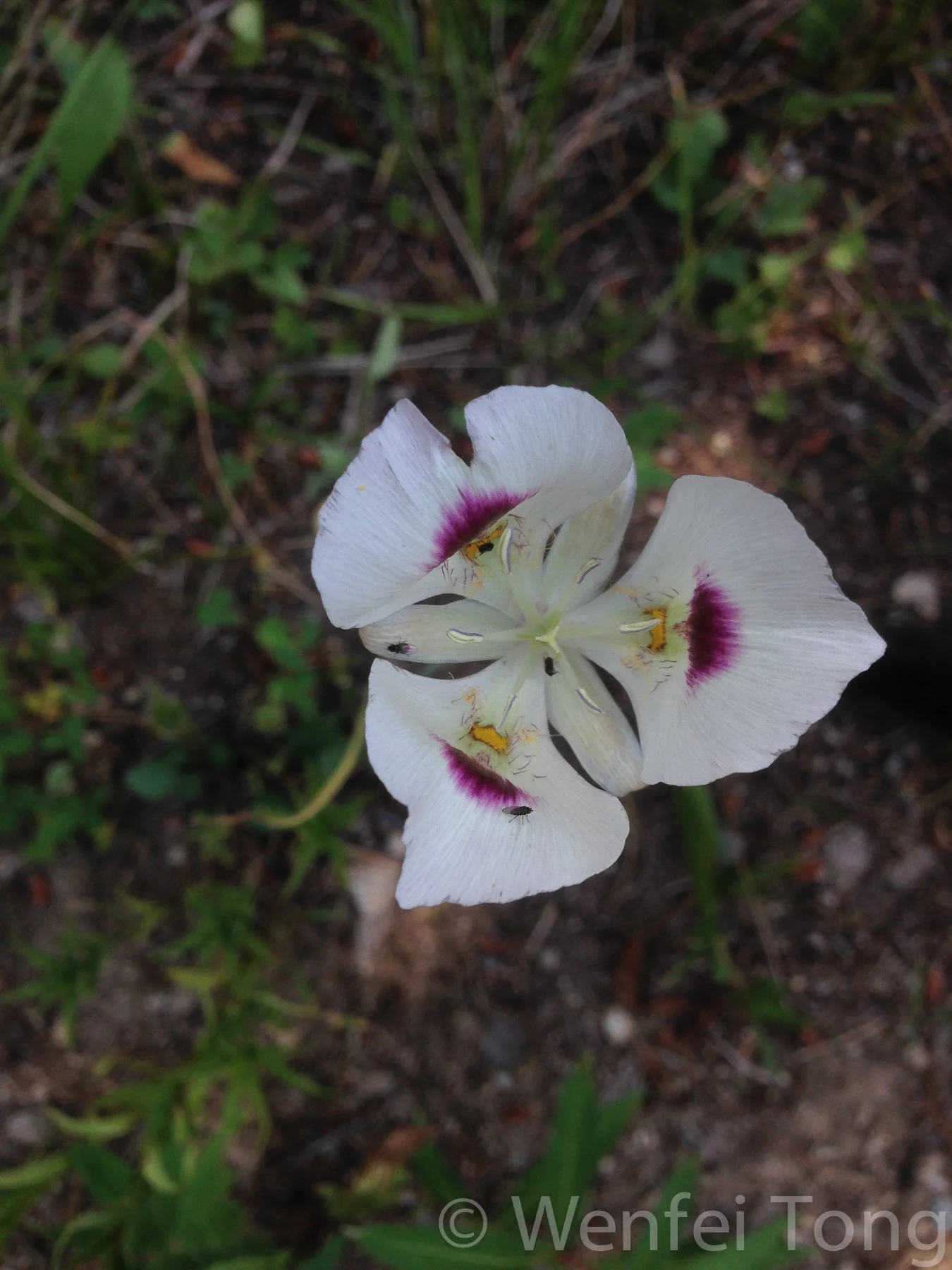 Mariposa lily