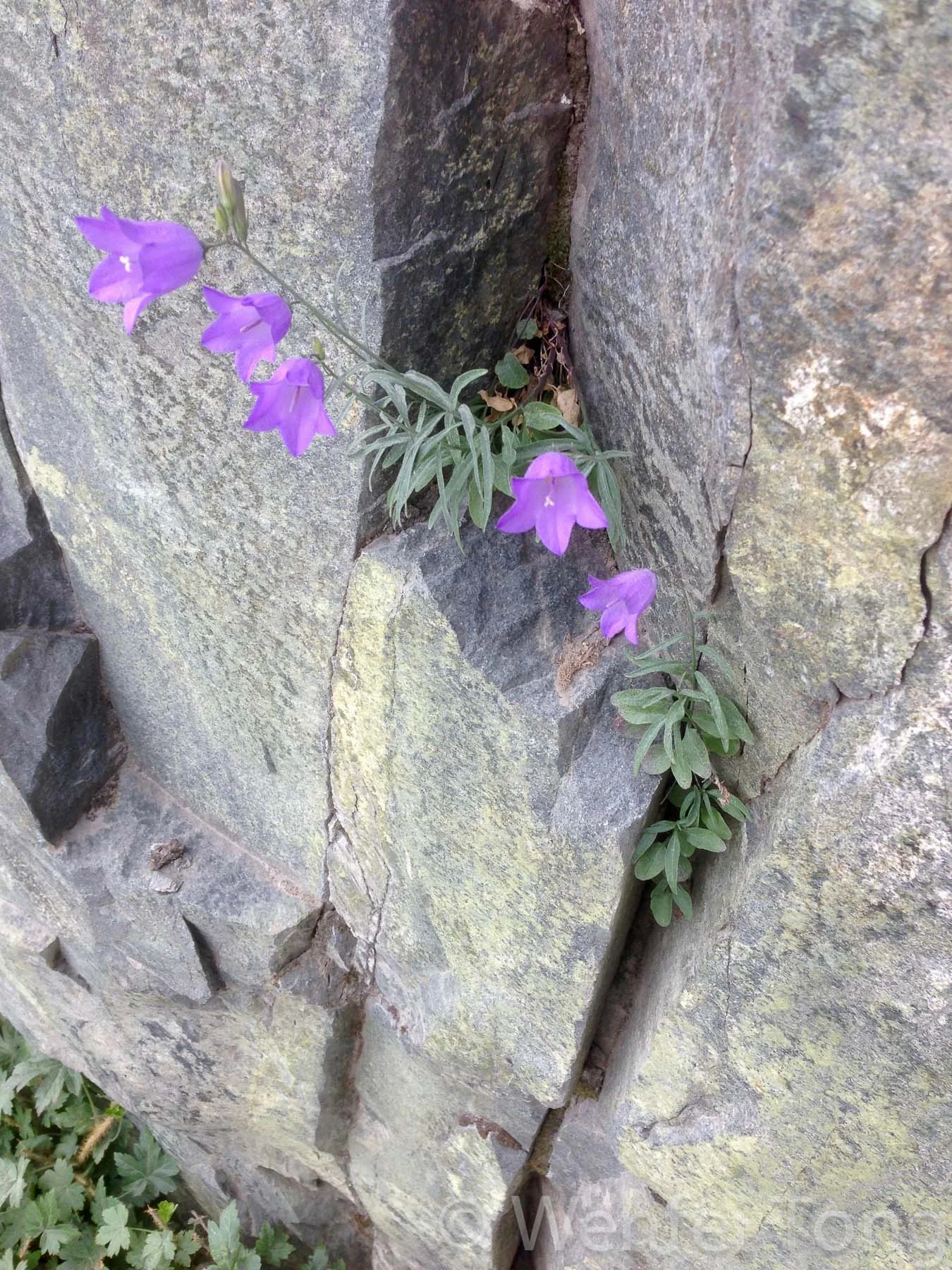 Harebells