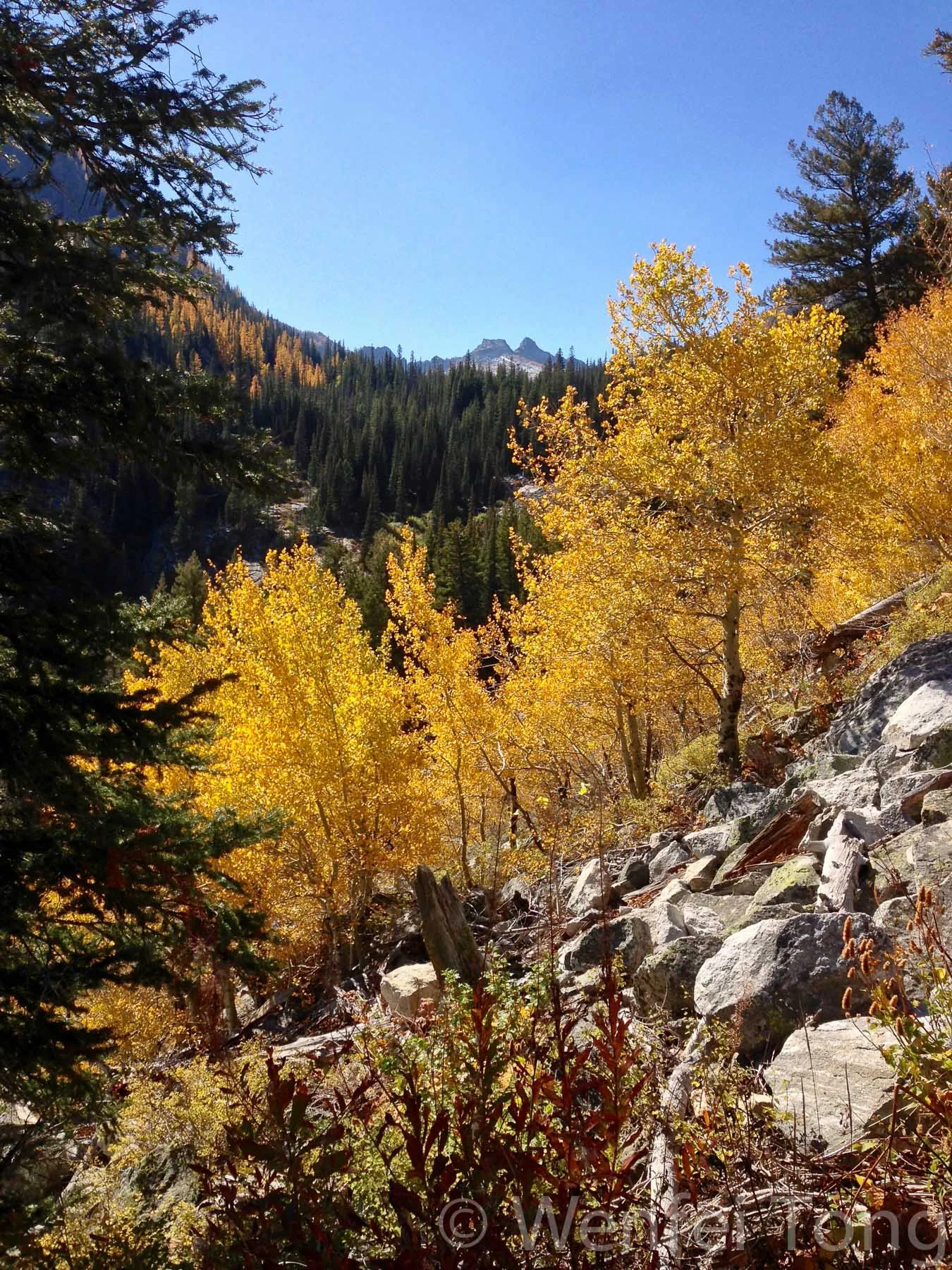 Aspens in autumn