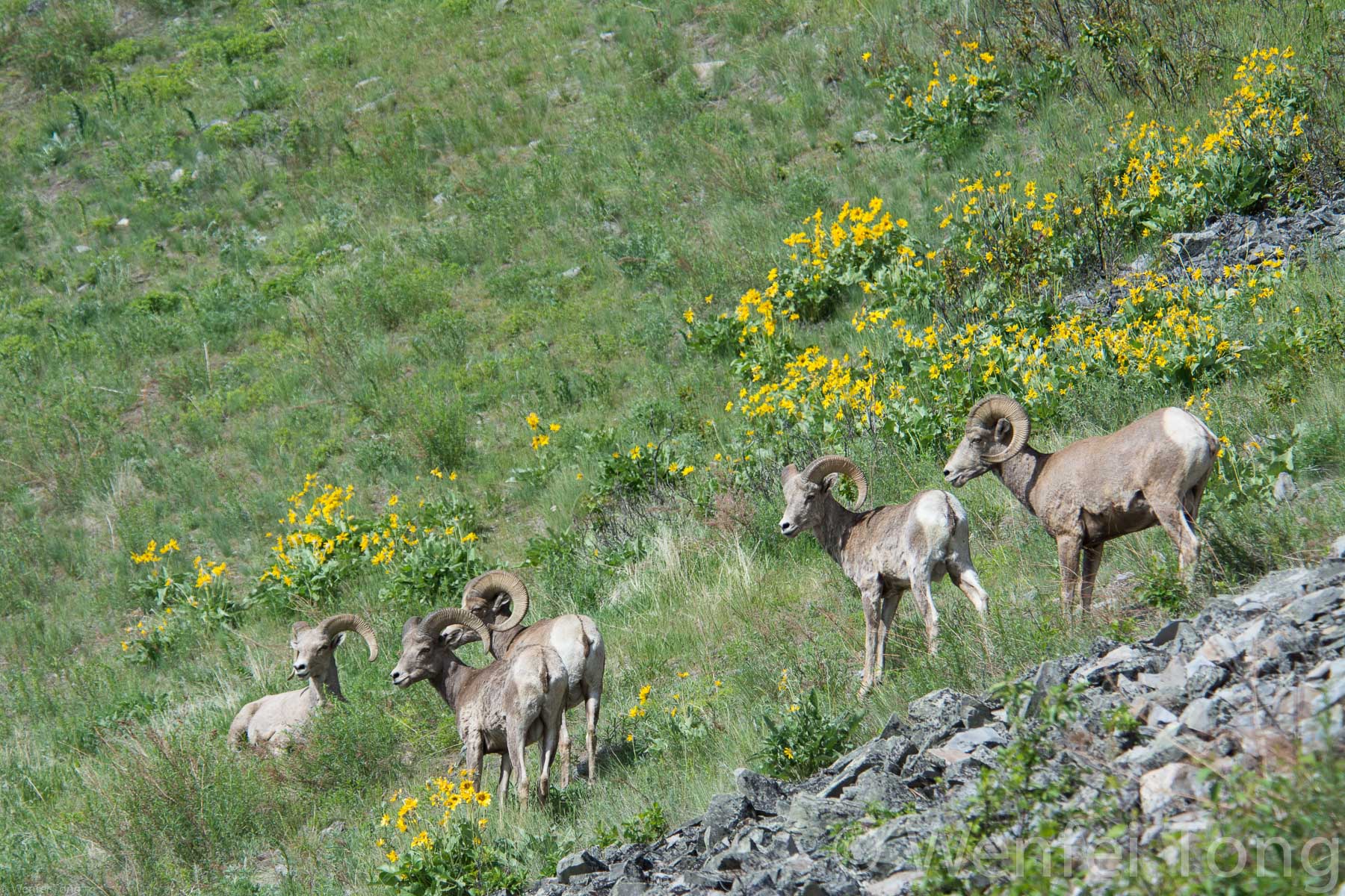 Bighorn sheep rams