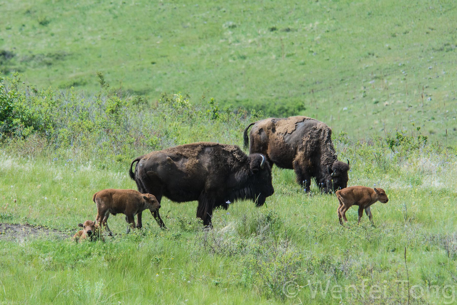 Bison cows with young calves