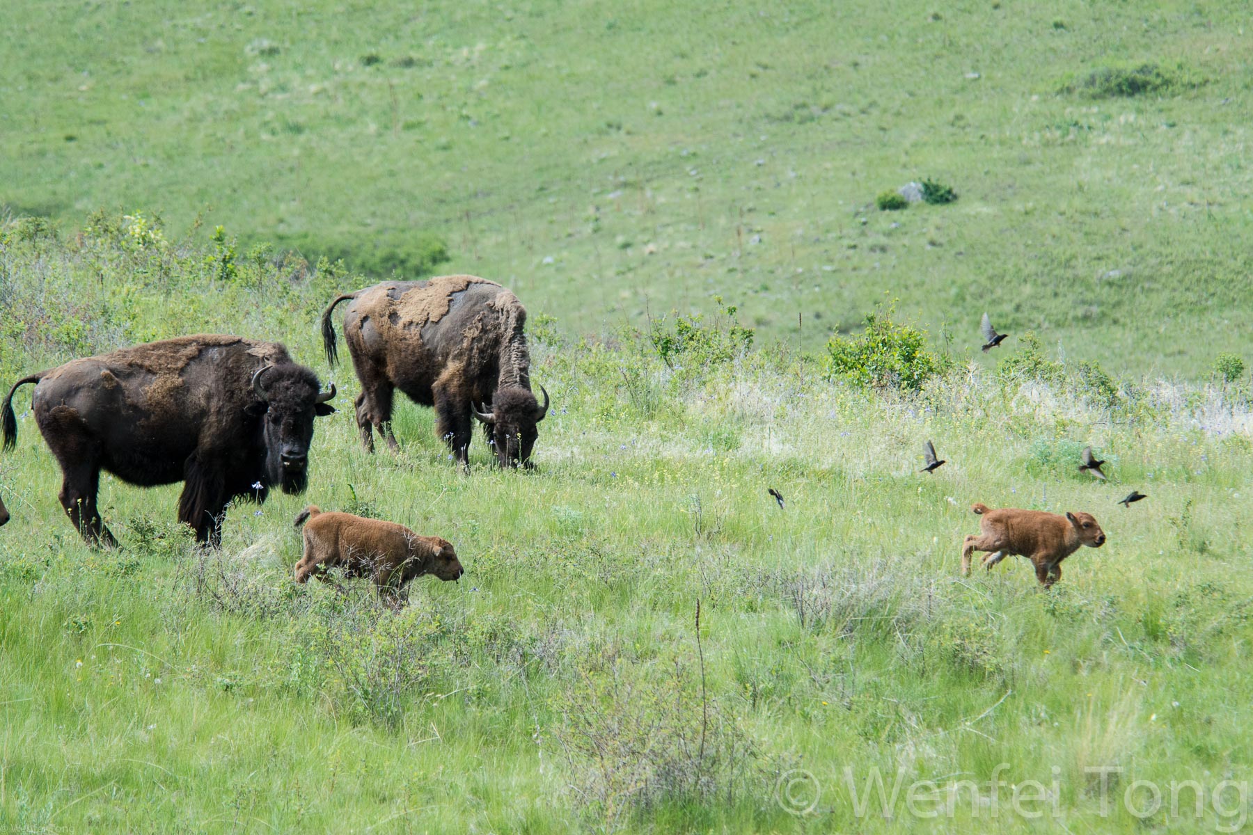 Bison cows with young calves and brown-headed cowbirds