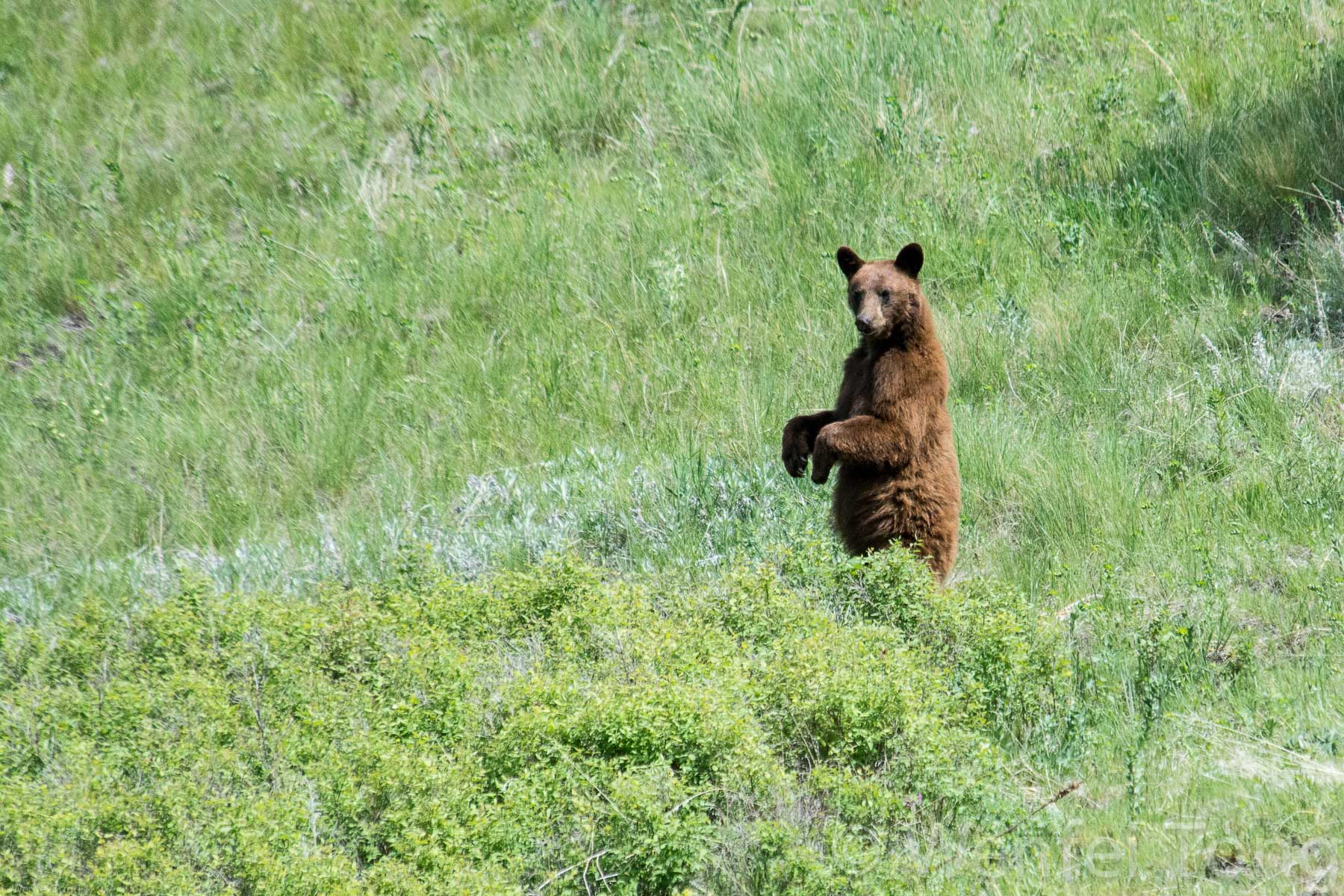 Young black bear