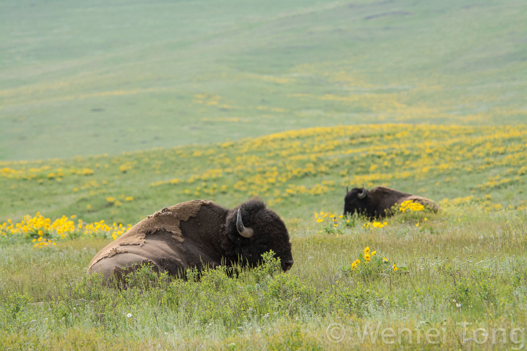 Sleepy bison bulls lying in a bed of arrowleaf balsamroot
