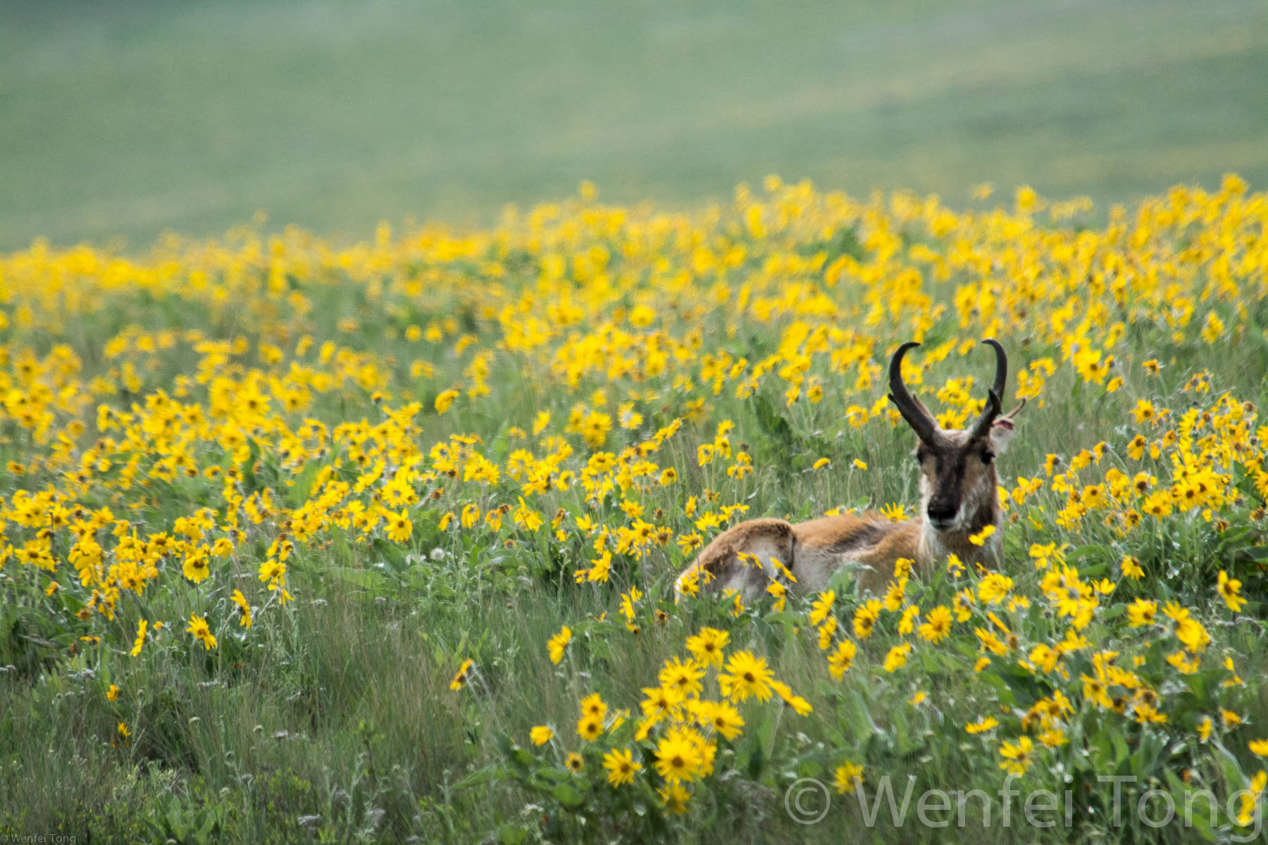 Pronghorn buck among the arrowleaf balsamroot