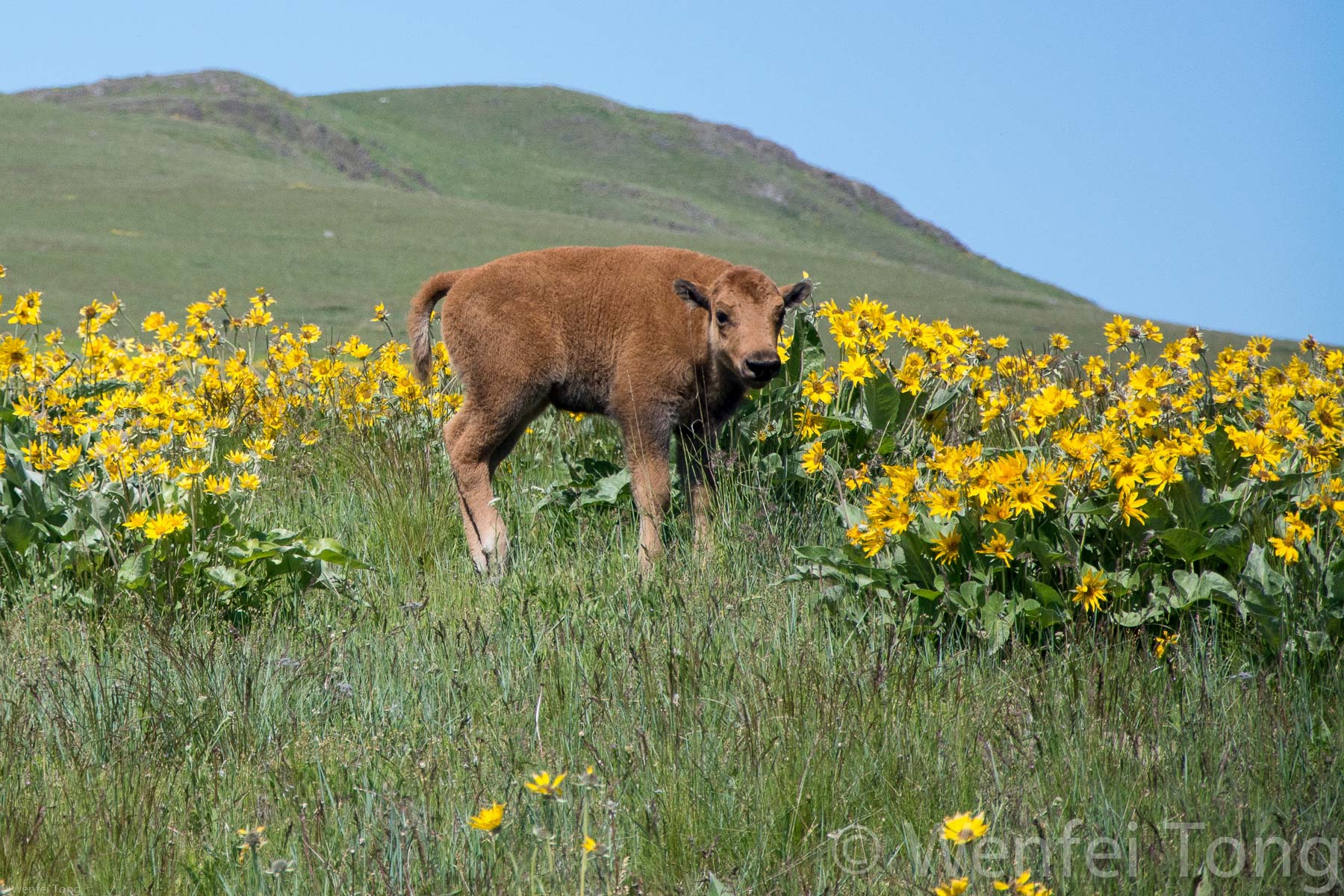 Bison calf among the arrowleaf balsamroot