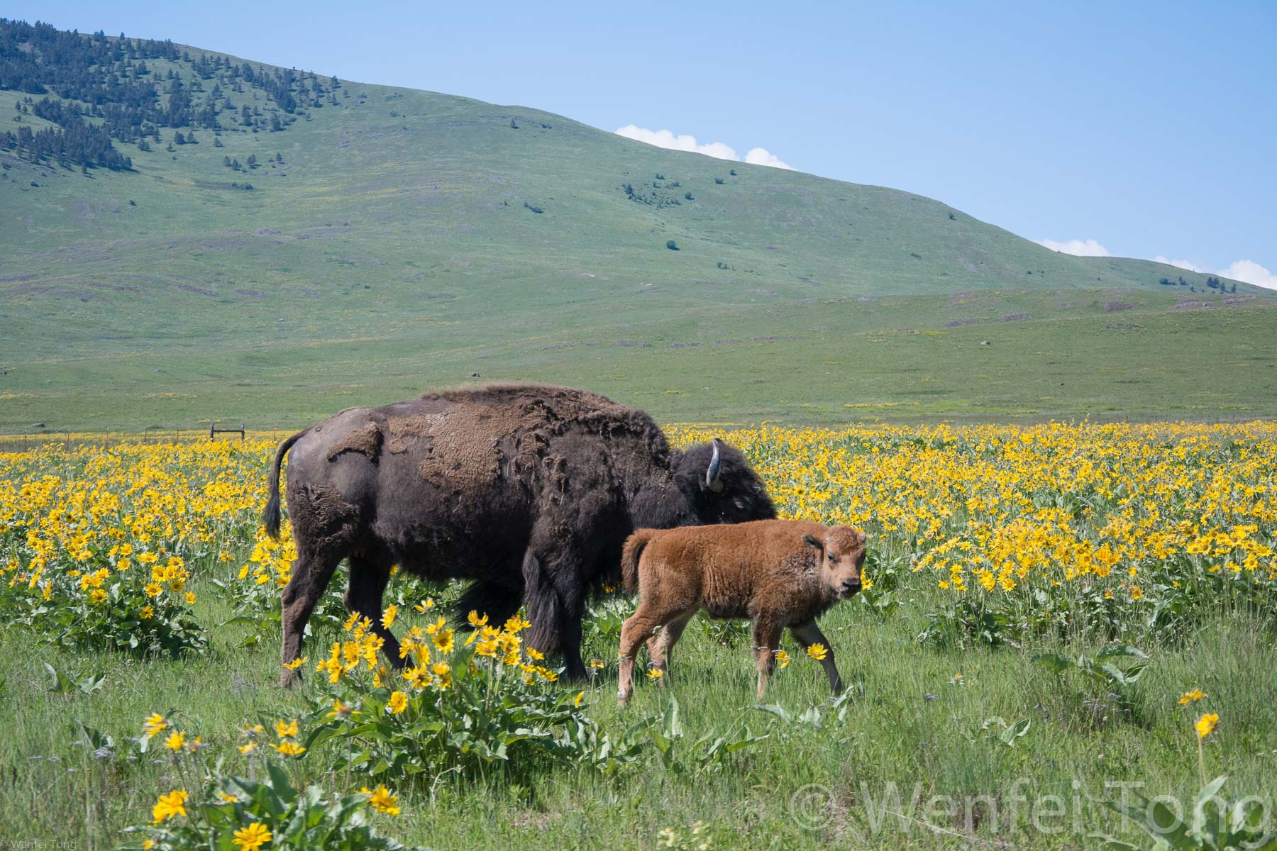 Bison cow and calf among the arrowleaf balsamroot
