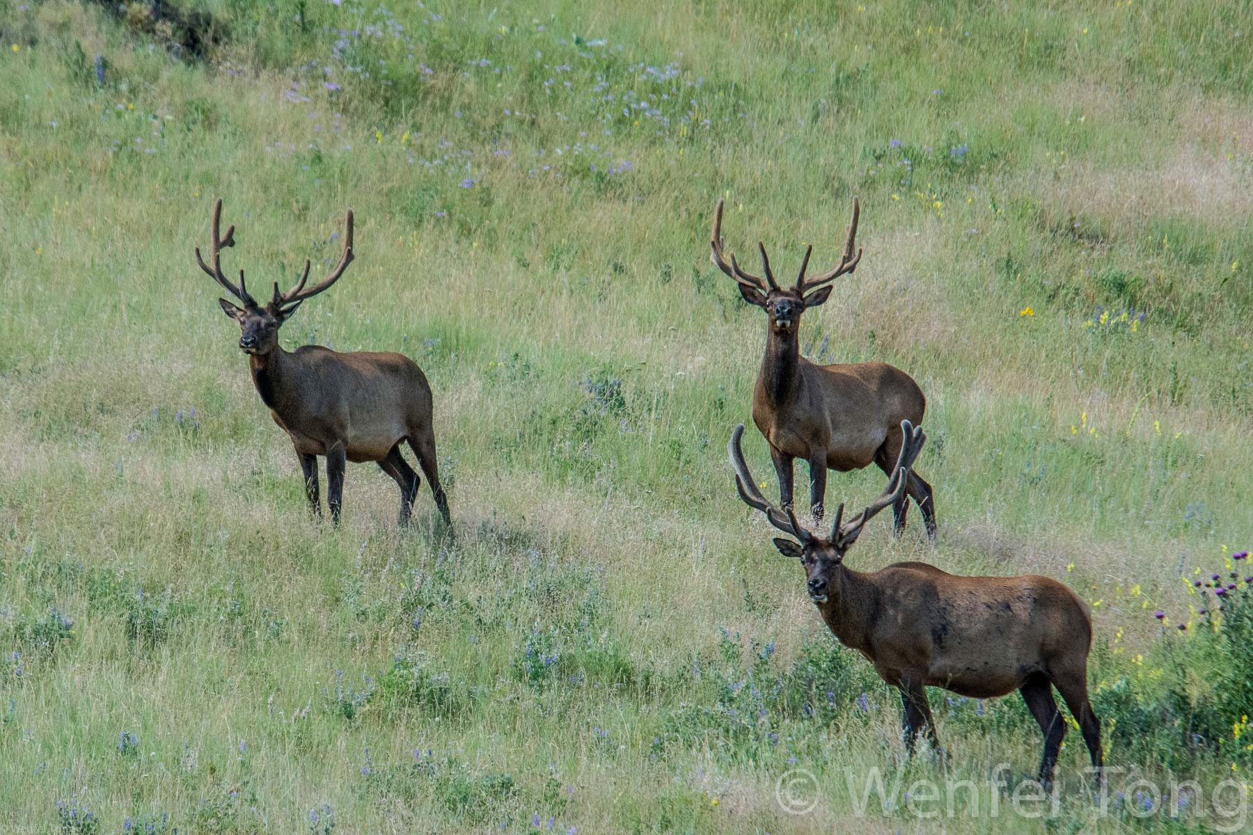 Male elk