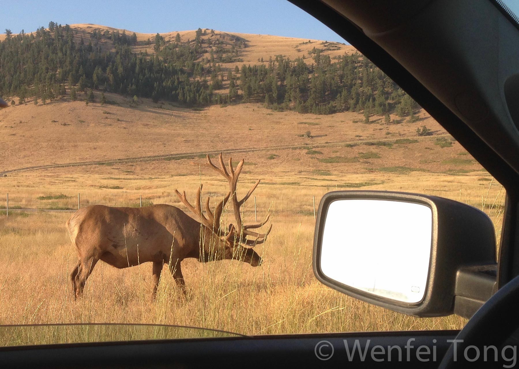 Male elk by the tour road