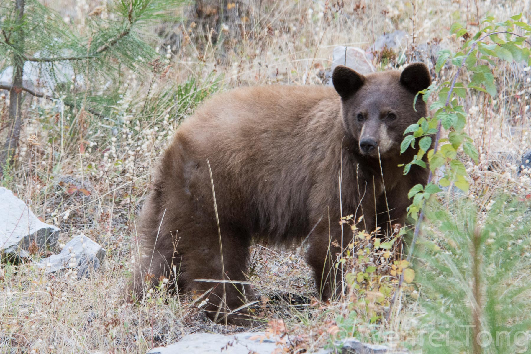 Young black bear