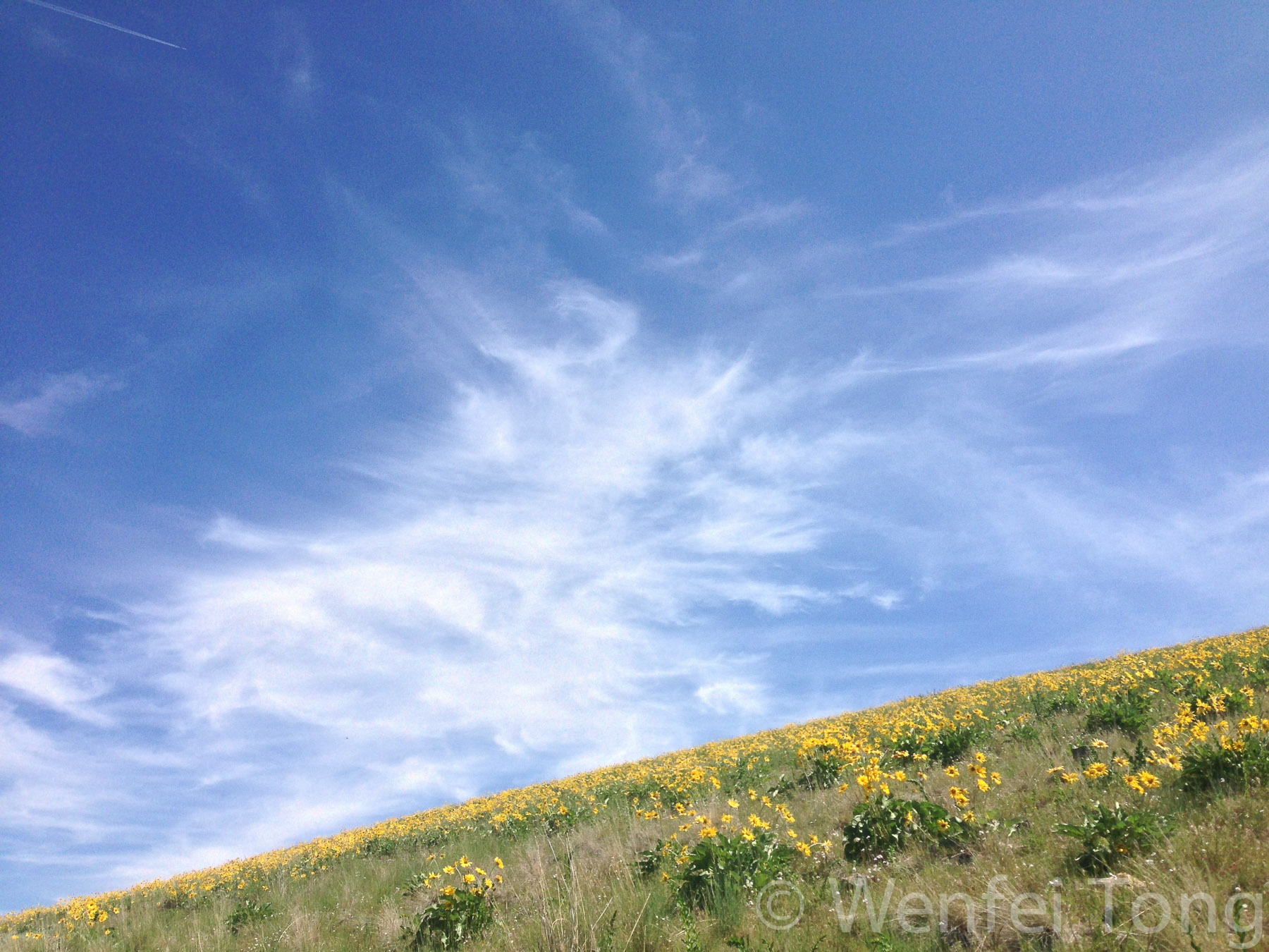 Arrowleaf balsamroot in bloom