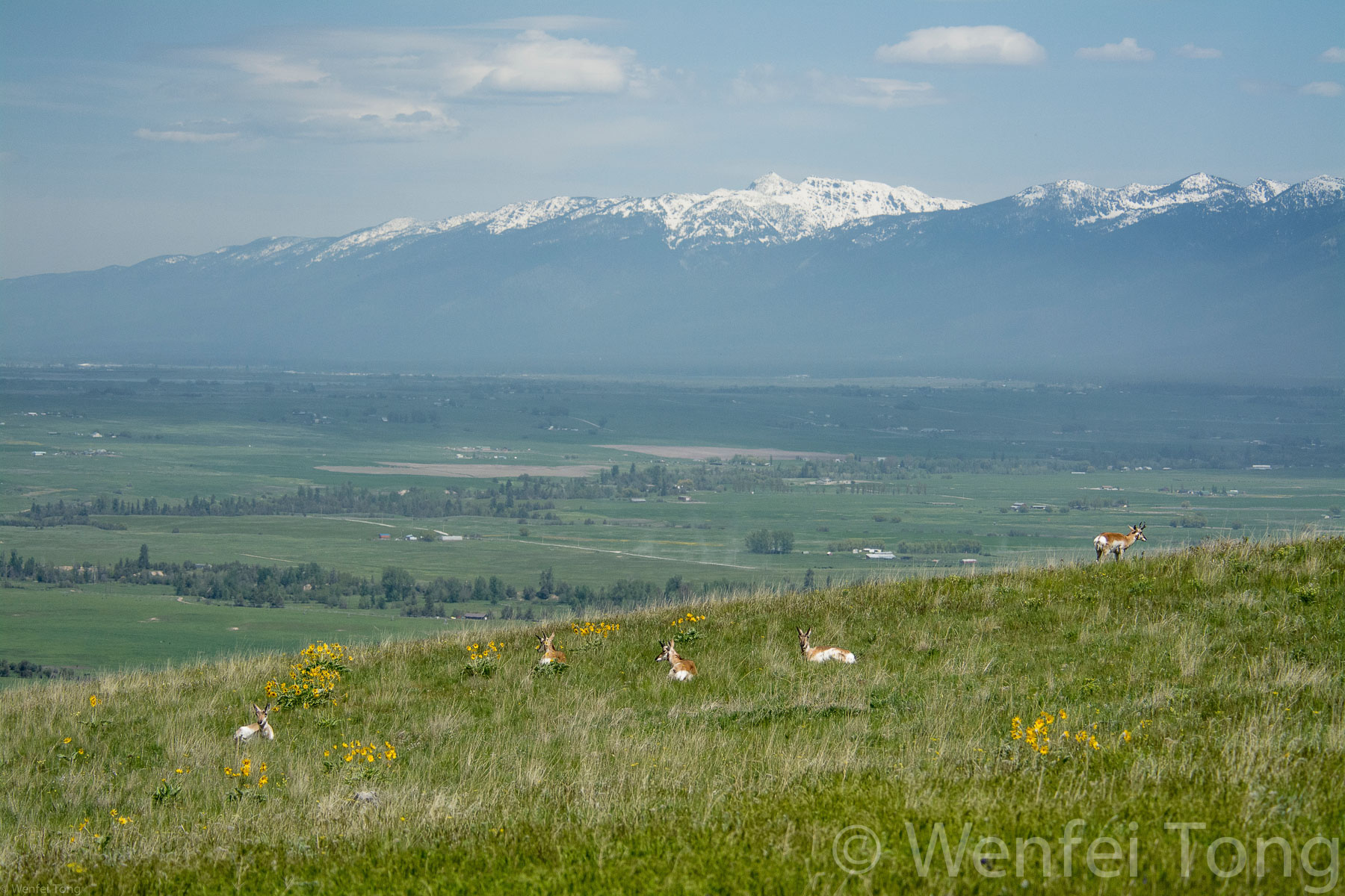 Pronghorn herd with the Missions in the background
