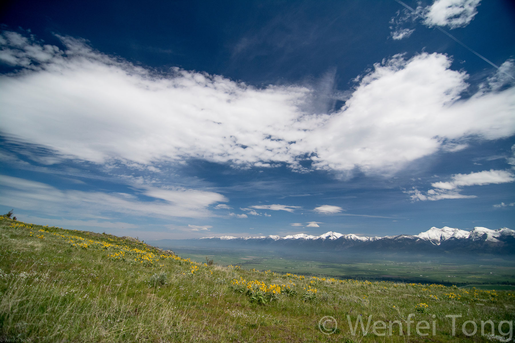 Arrowleaf balsamroot in bloom with the Mission mountains in the distance