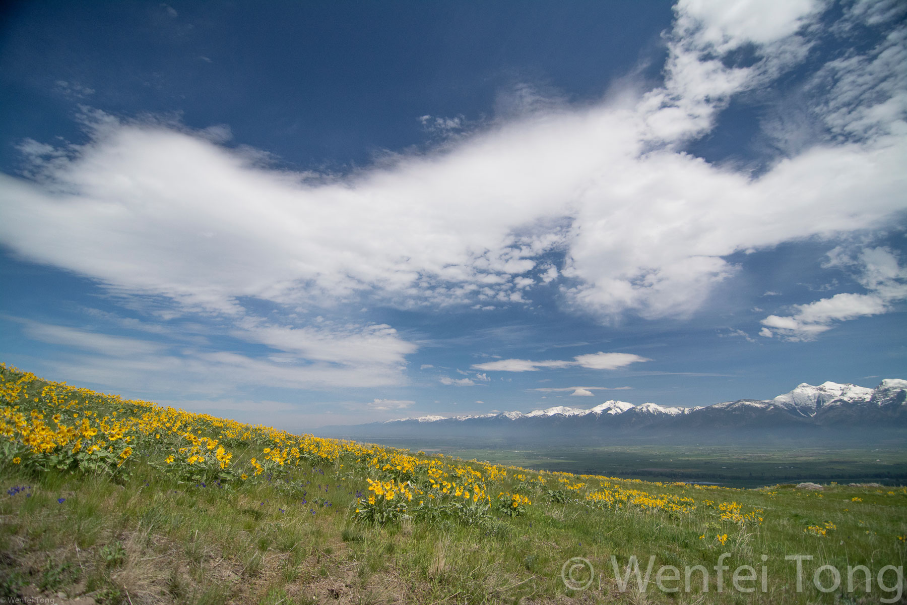 Arrowleaf balsamroot in bloom