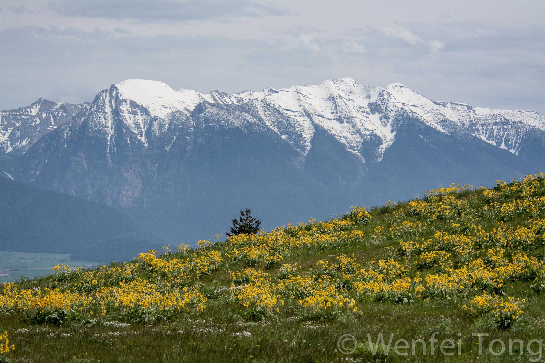 View of the Mission mountains with arrowleaf balsamroot blooming in the foreground